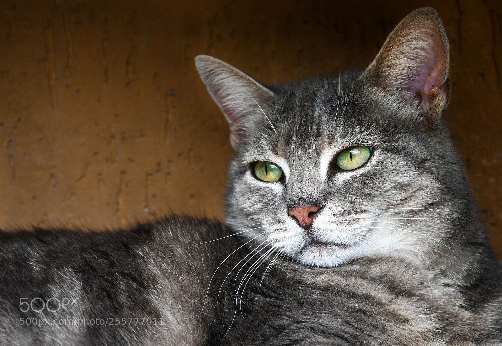 Nikon D7500 sample photo. Cat photography