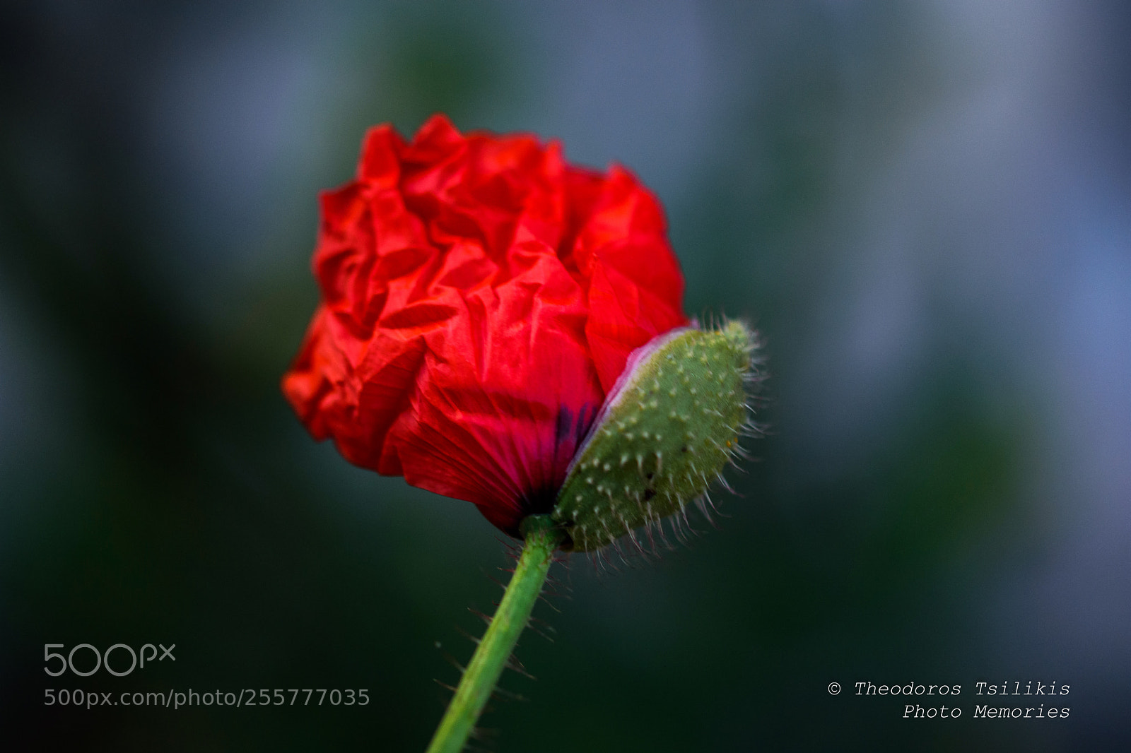 Nikon D7200 sample photo. New born photography