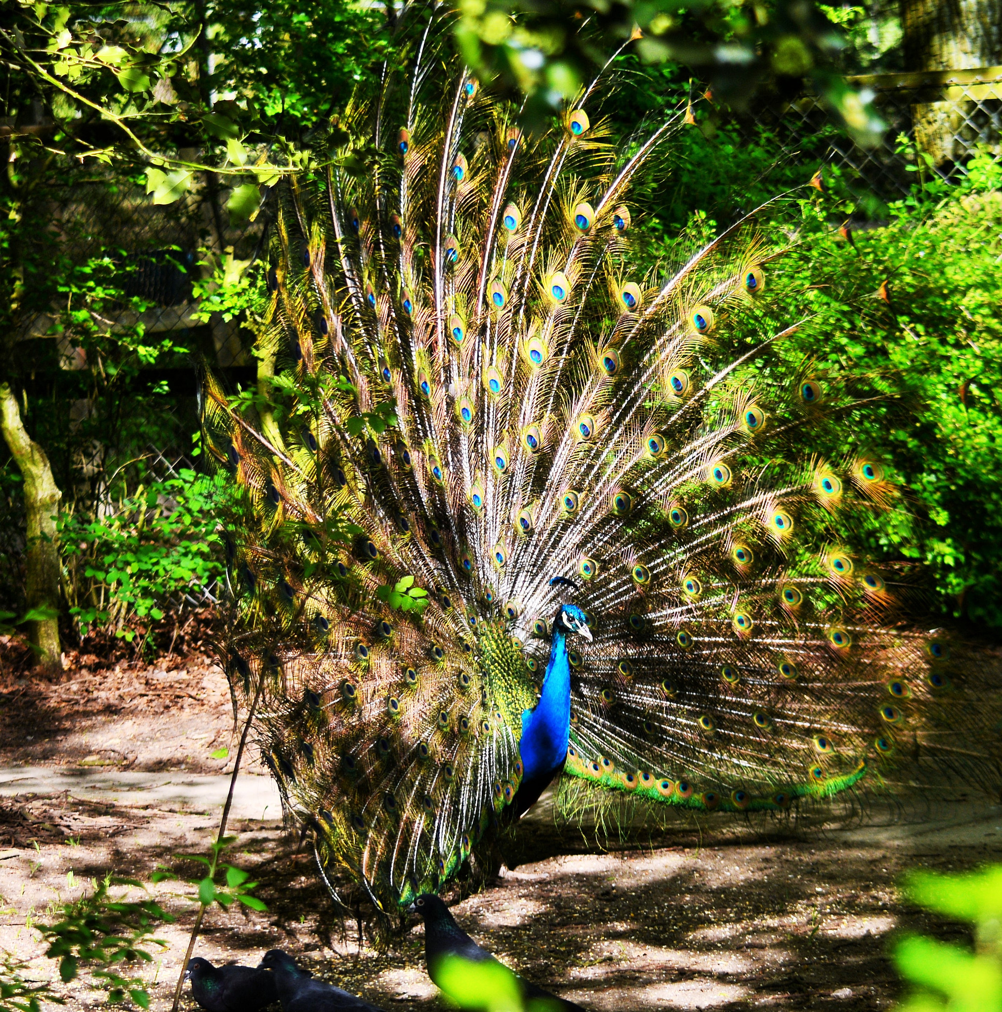 Nikon D5200 sample photo. Pfauenrad photography