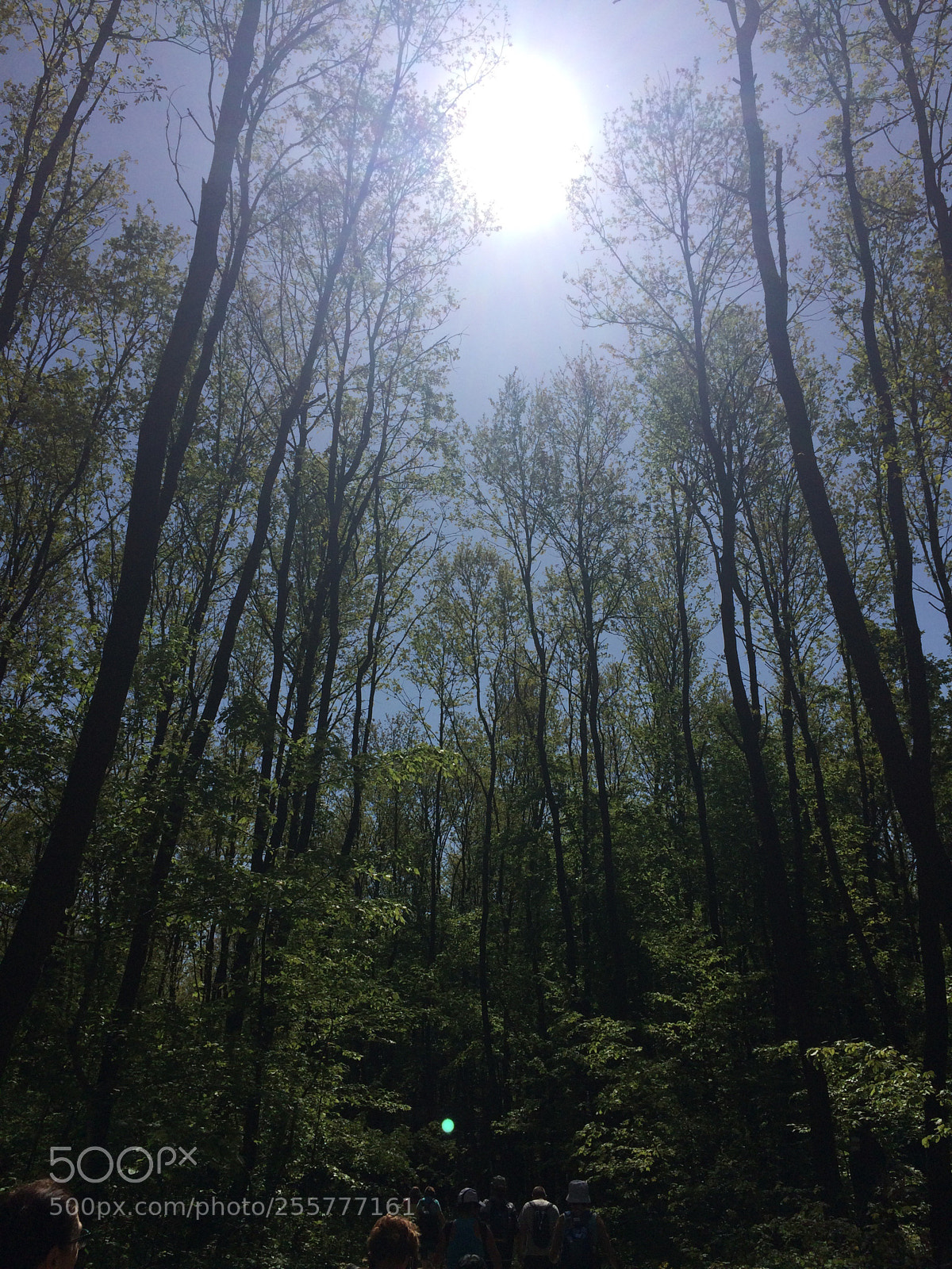 Apple iPhone 5s sample photo. Untitled photography