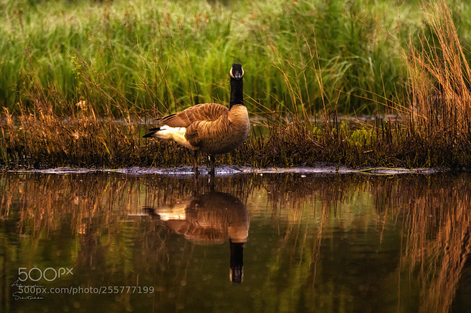 Sony a6000 sample photo. Canada goose photography