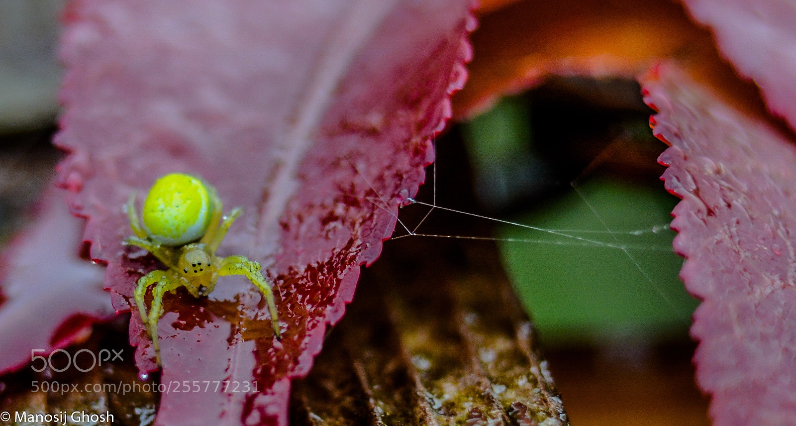 Nikon D5200 sample photo. Tiny spider on a photography