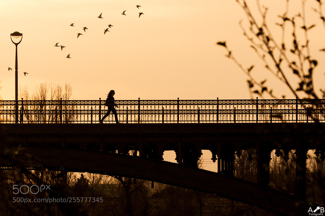Canon EOS 50D sample photo. The bridge photography