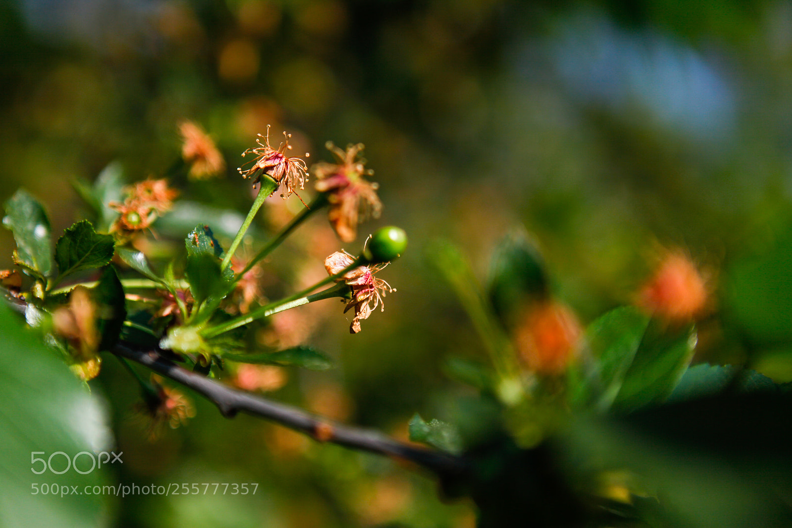 Canon EOS 5D Mark II sample photo. Spring ** photography