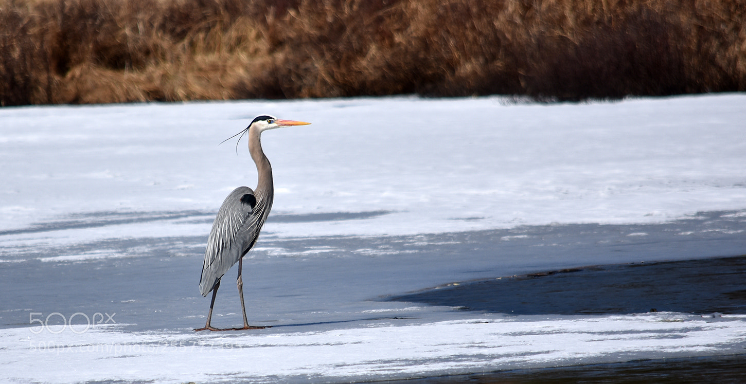 Nikon D3400 sample photo. On thin ice photography