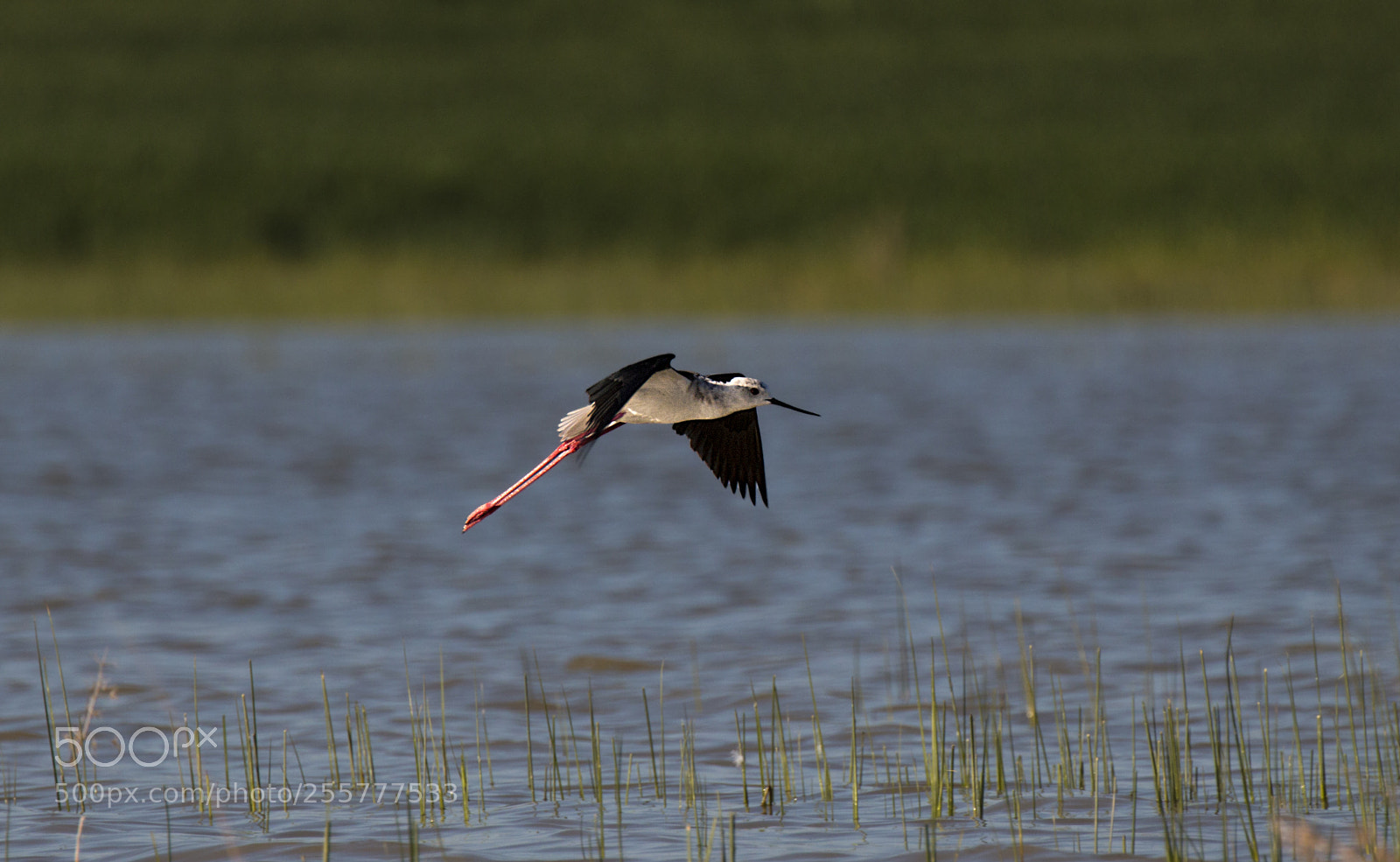 Canon EOS 70D sample photo. Himantopus himantopus photography