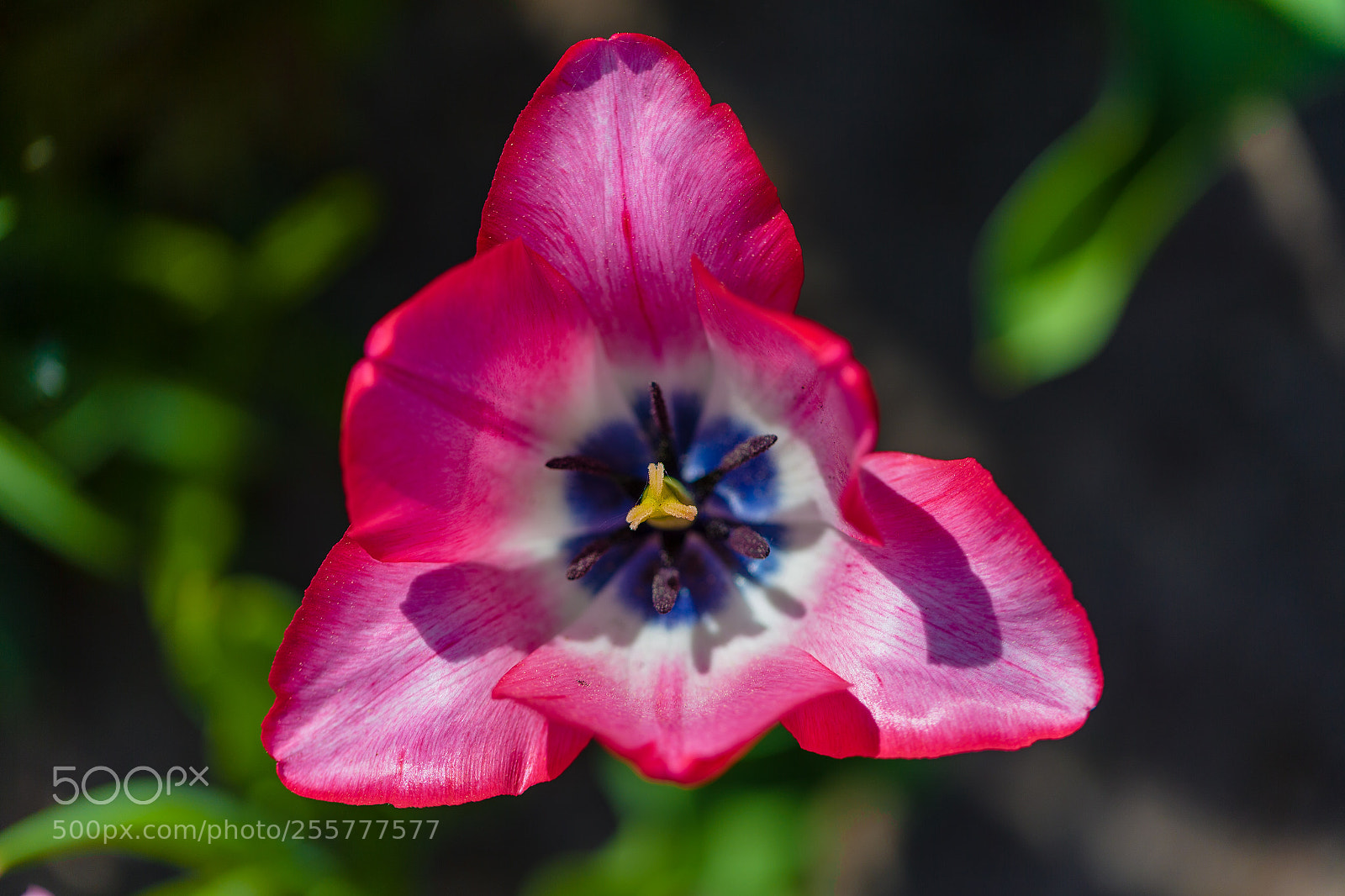 Canon EOS-1D X sample photo. 20180428145054241009946.jpg photography