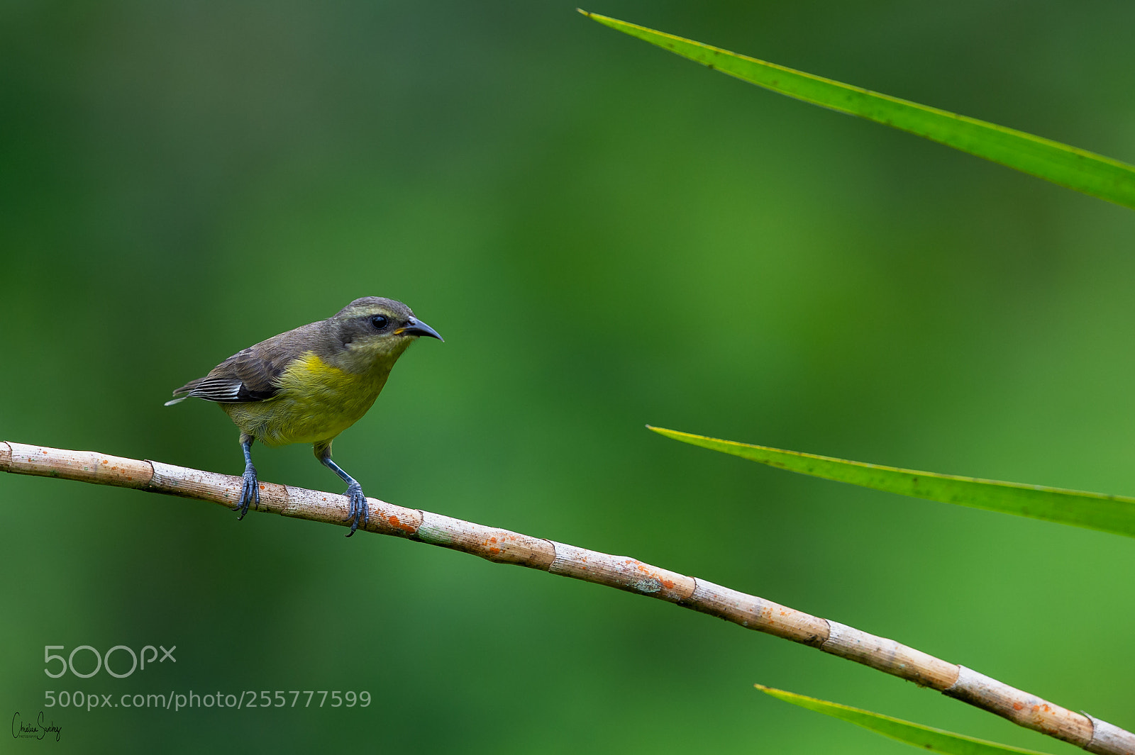 Nikon D4 sample photo. Bananaquit photography