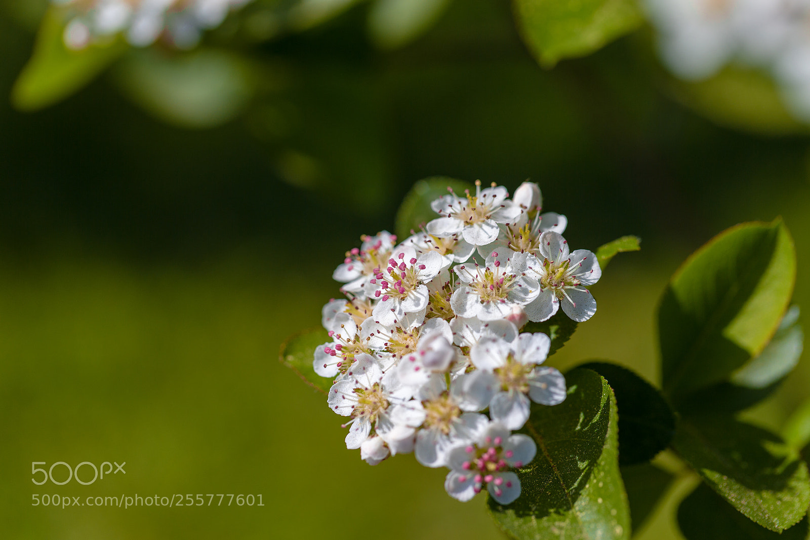 Canon EOS-1D X sample photo. 20180428144741311009913.jpg photography