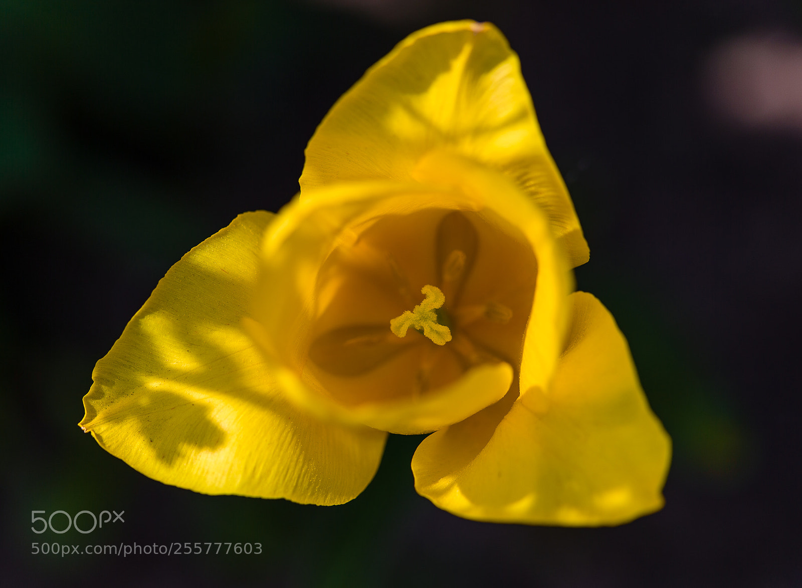 Canon EOS-1D X sample photo. 20180428144959621009932.jpg photography