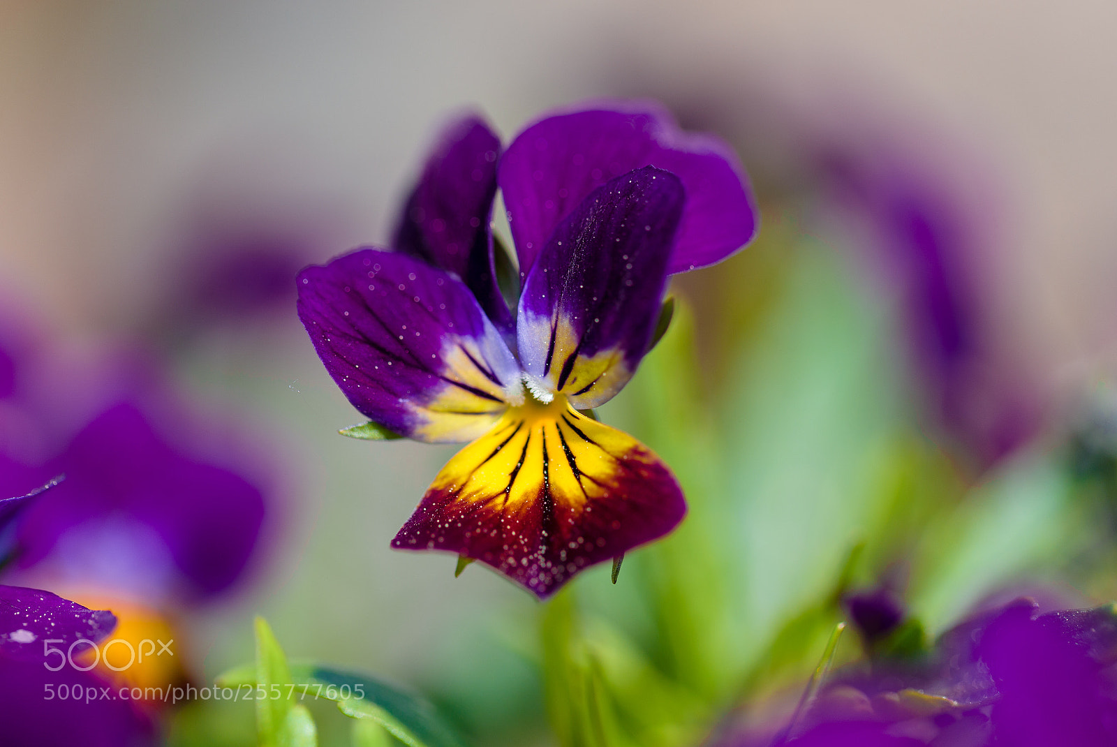 Canon EOS-1D X sample photo. 20180428145712751010016.jpg photography