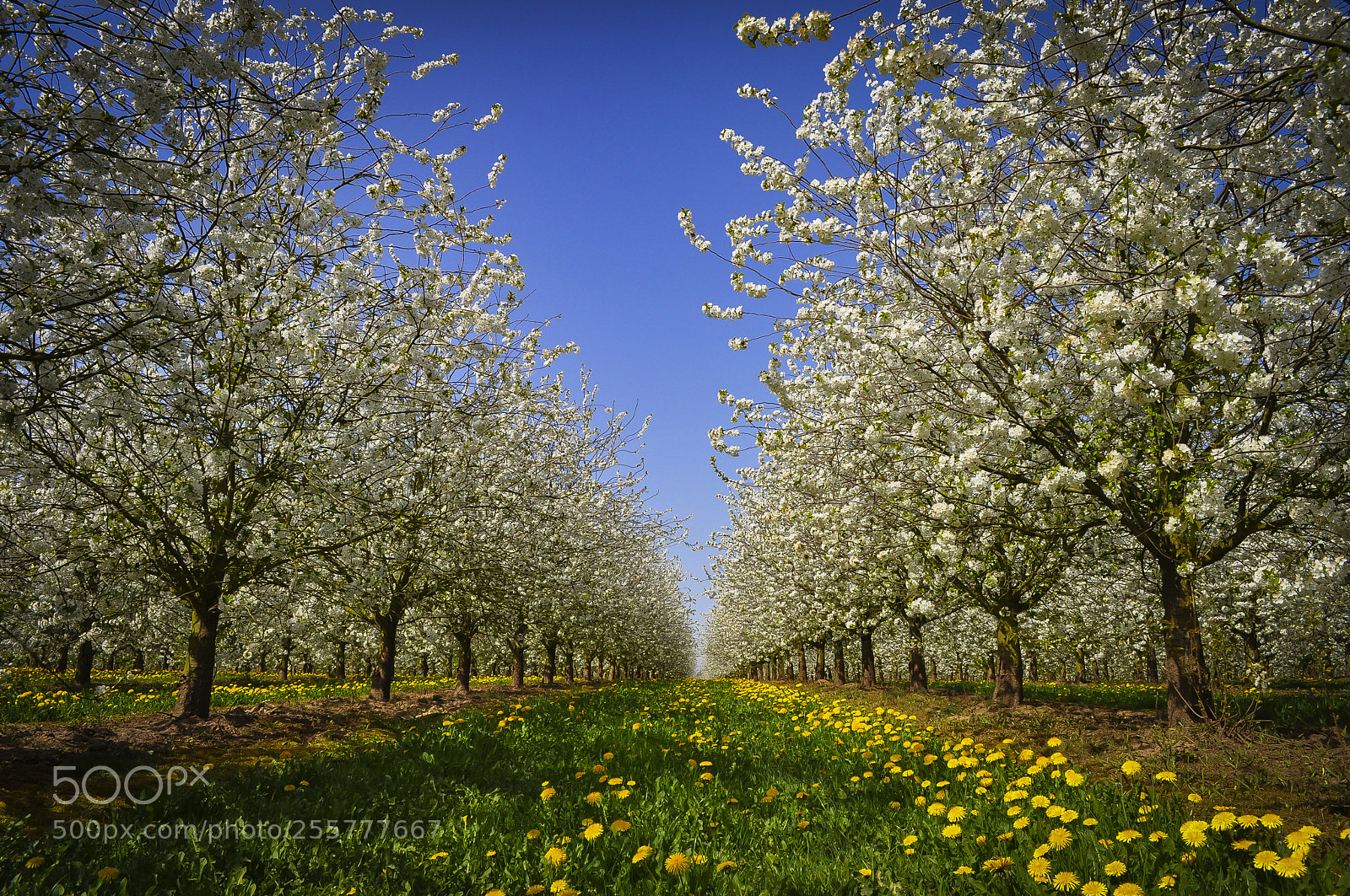 Nikon D5000 sample photo. Fruit blossoms photography