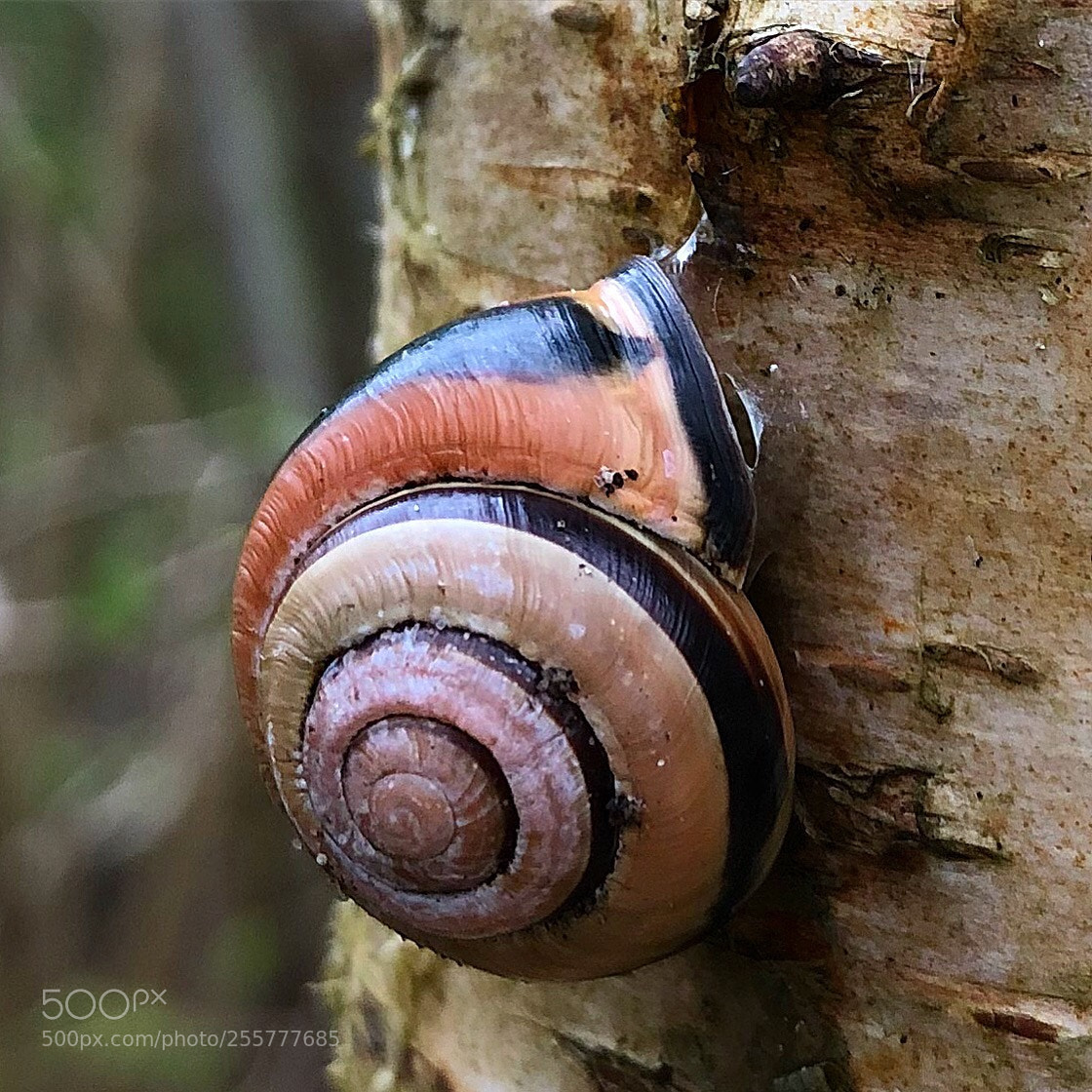 Apple iPhone 8 Plus sample photo. Beautiful snail photography