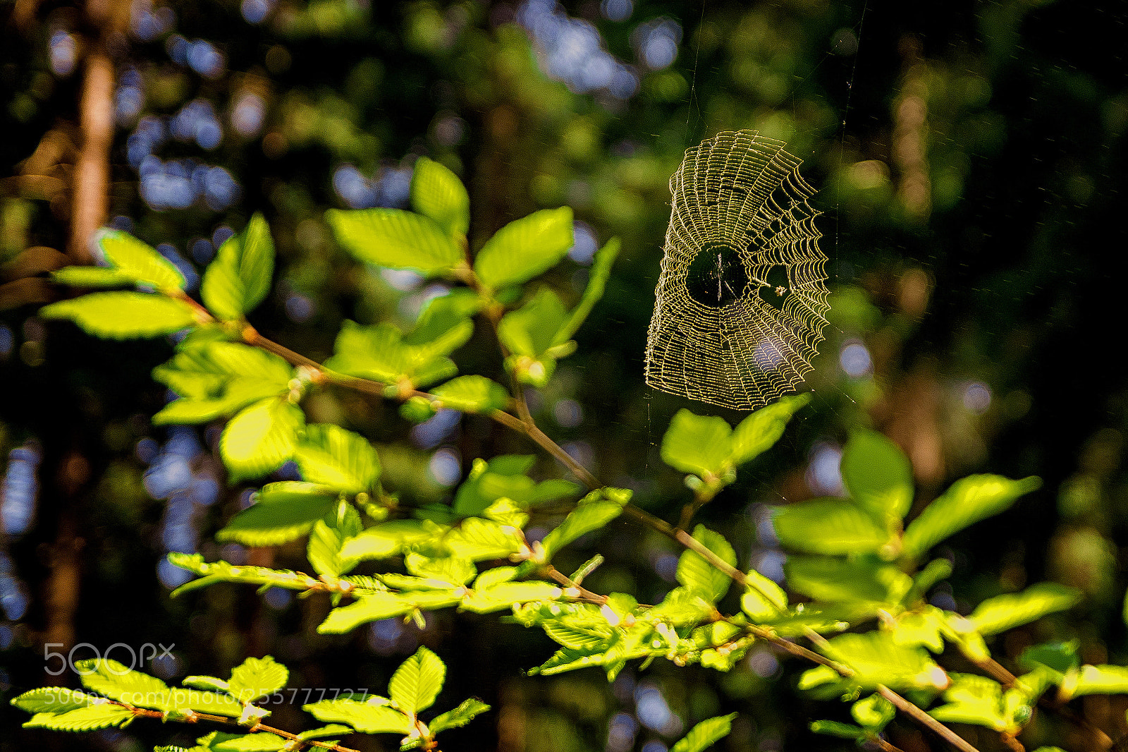 Nikon D5600 sample photo. Pavu inka v jarn photography