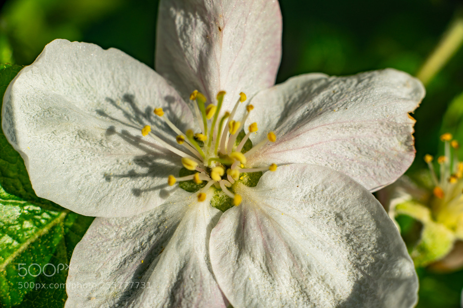 Sony a7 sample photo. Apple blossom photography