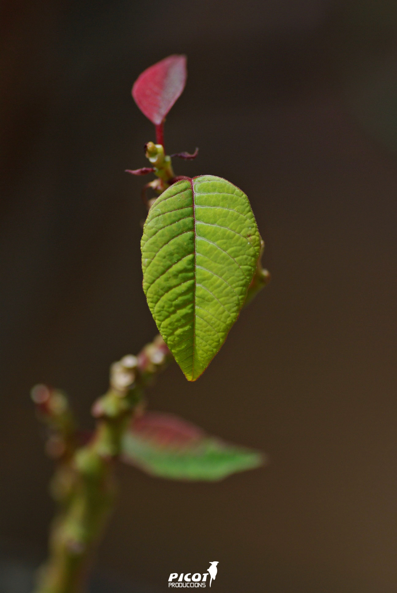 Pentax K10D + Tamron SP AF 90mm F2.8 Di Macro sample photo. Espereu que ja sortim.... photography