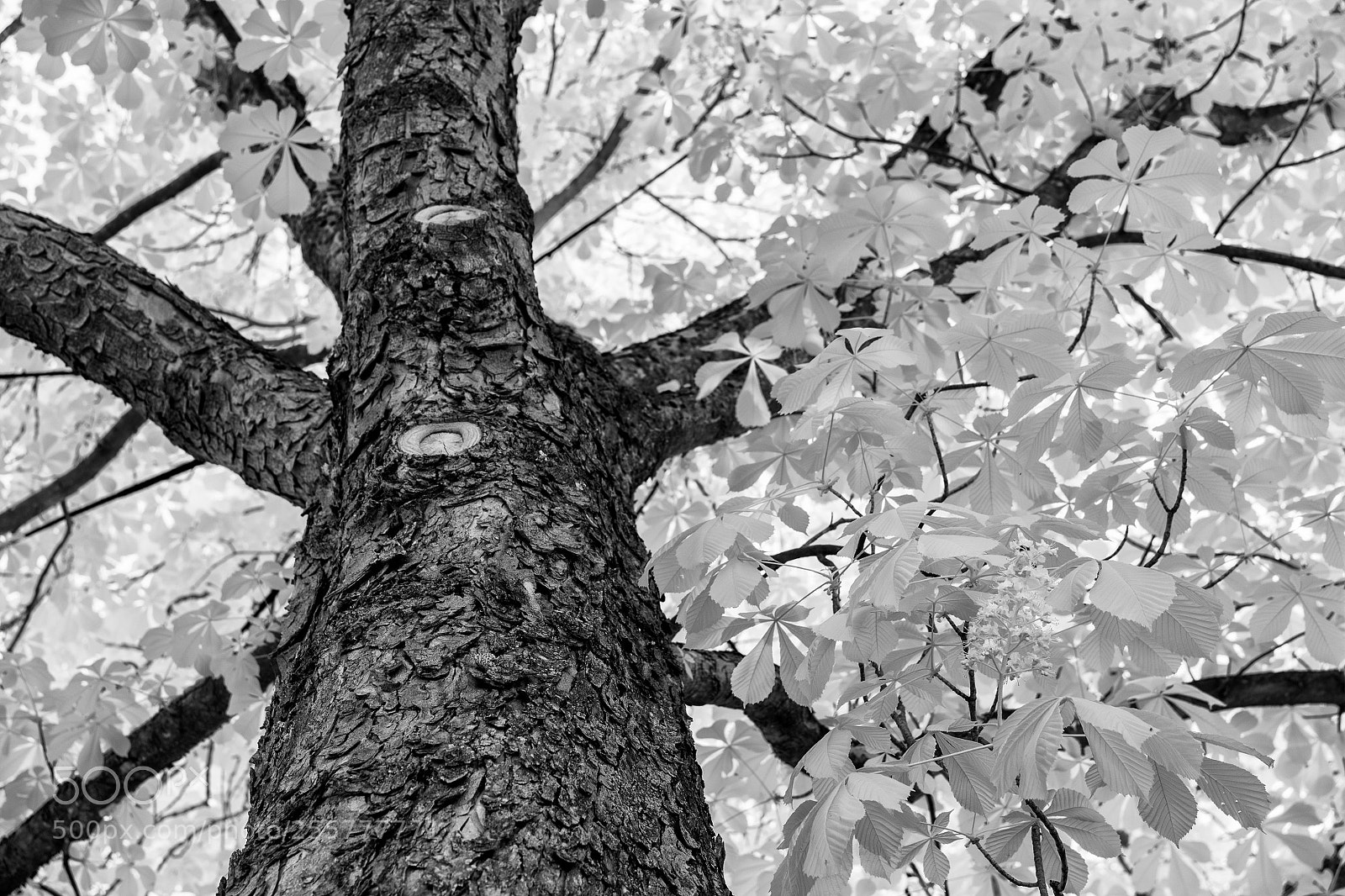 Sony a7 sample photo. Trunk photography