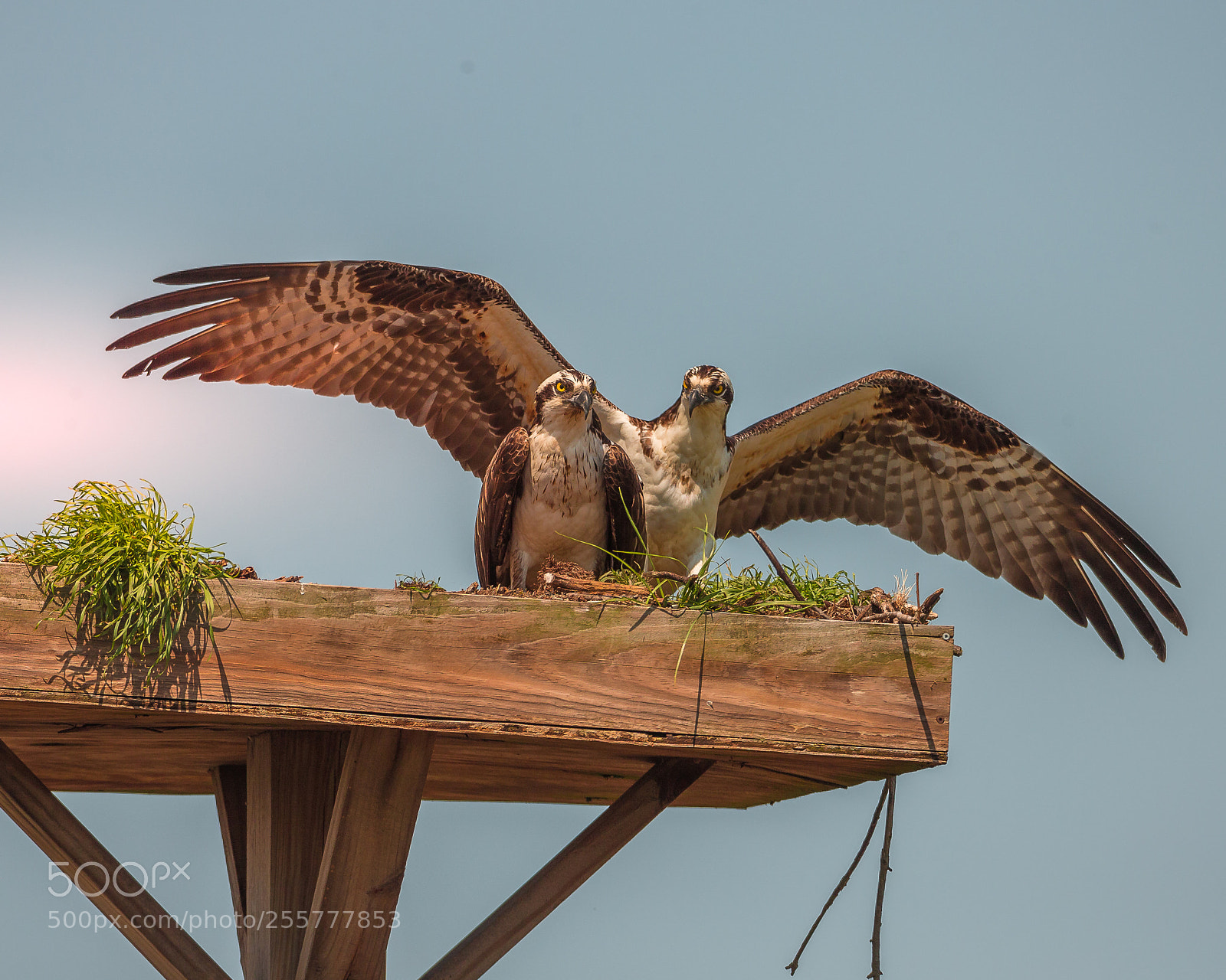 Canon EOS-1D X sample photo. Post card osprey photography