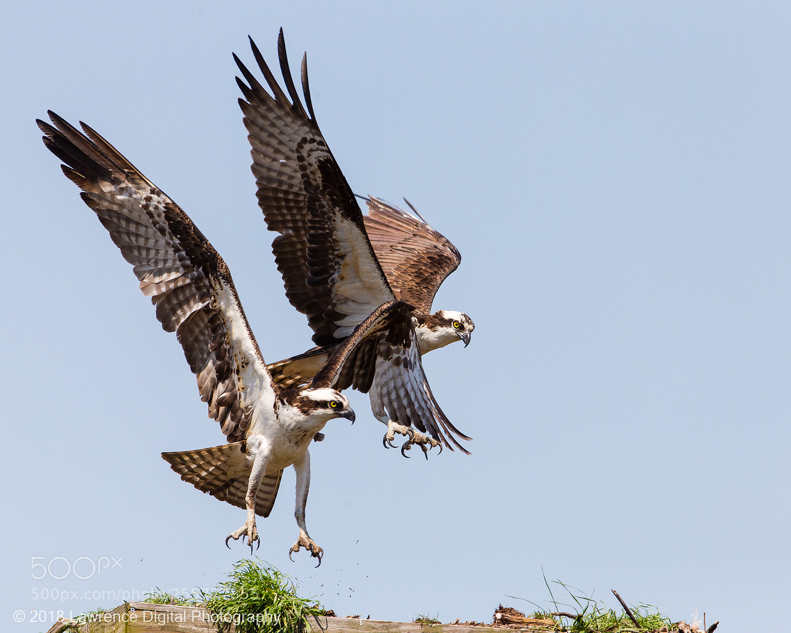 Canon EOS-1D X sample photo. Osprey couple photography