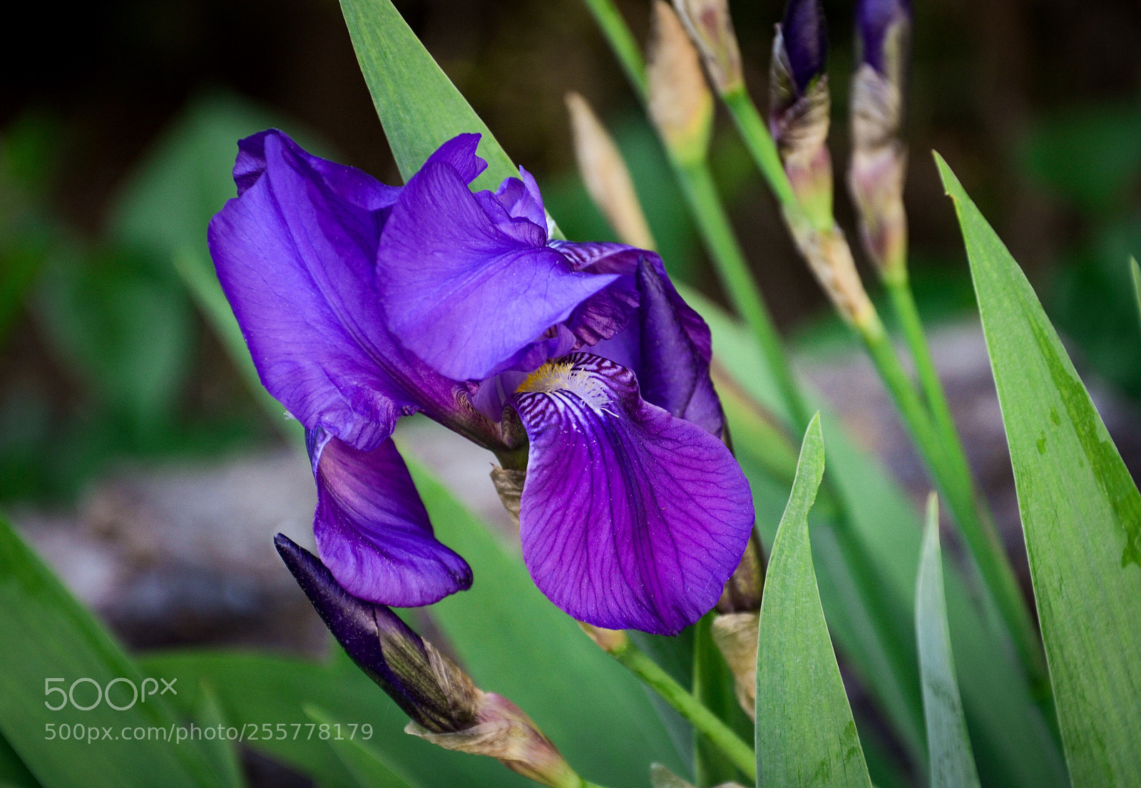 Nikon D7000 sample photo. Purple iris photography