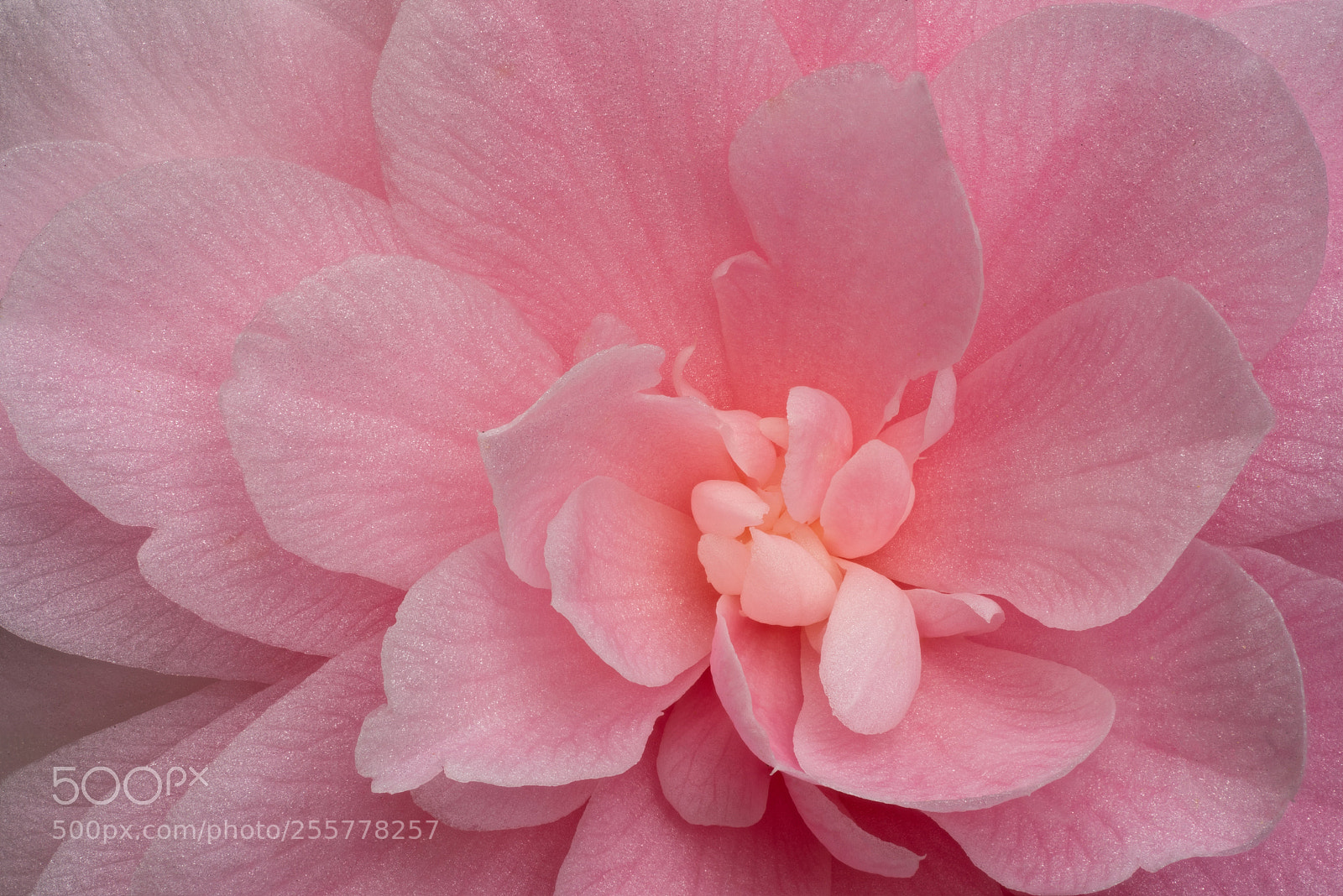 Sony a7R sample photo. Pink cloud photography