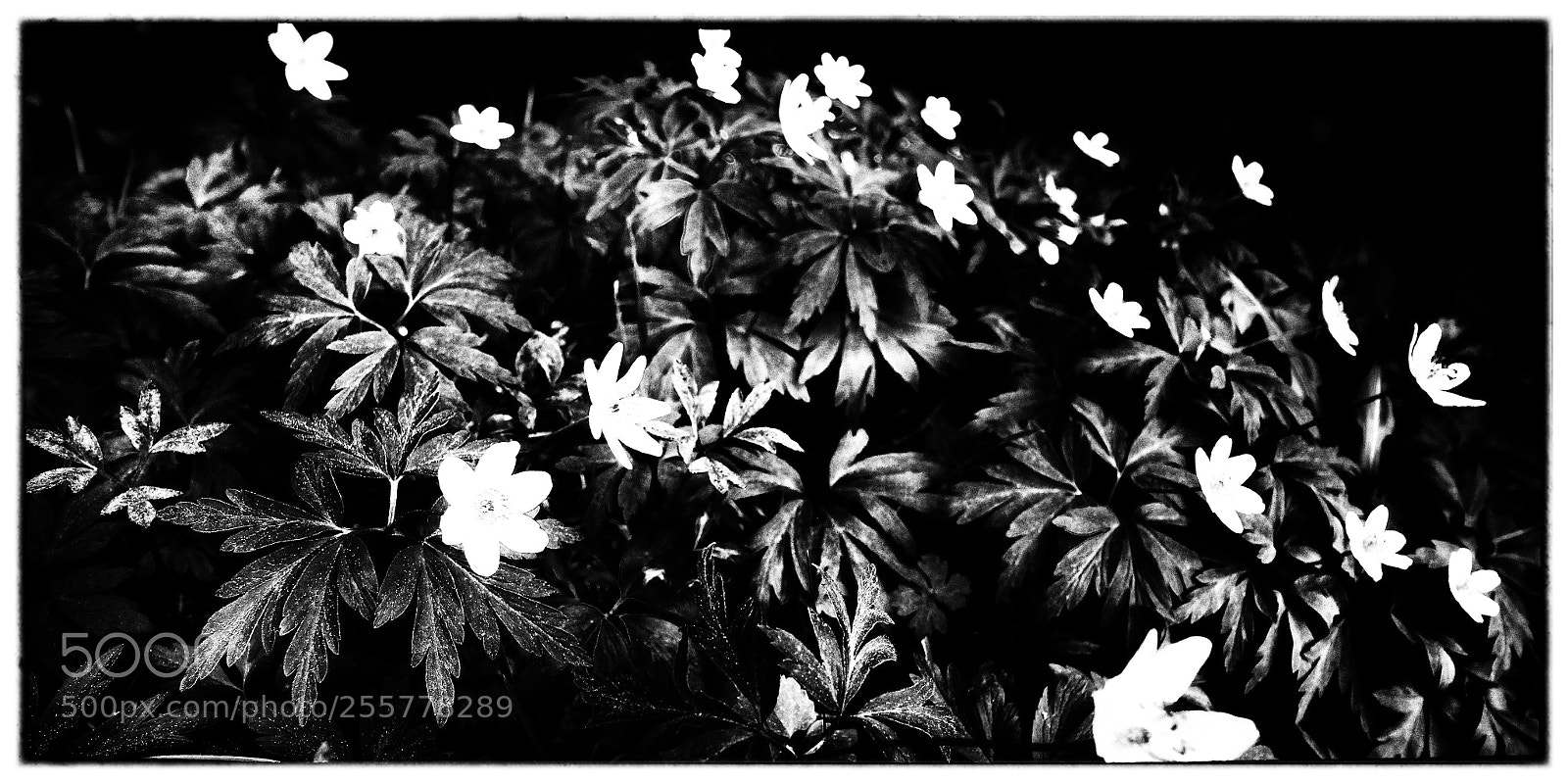 Fujifilm X-T10 sample photo. Parfum de printemps photography