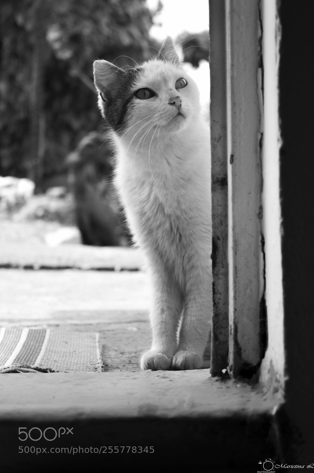 Nikon D3200 sample photo. Granpa's cat photography