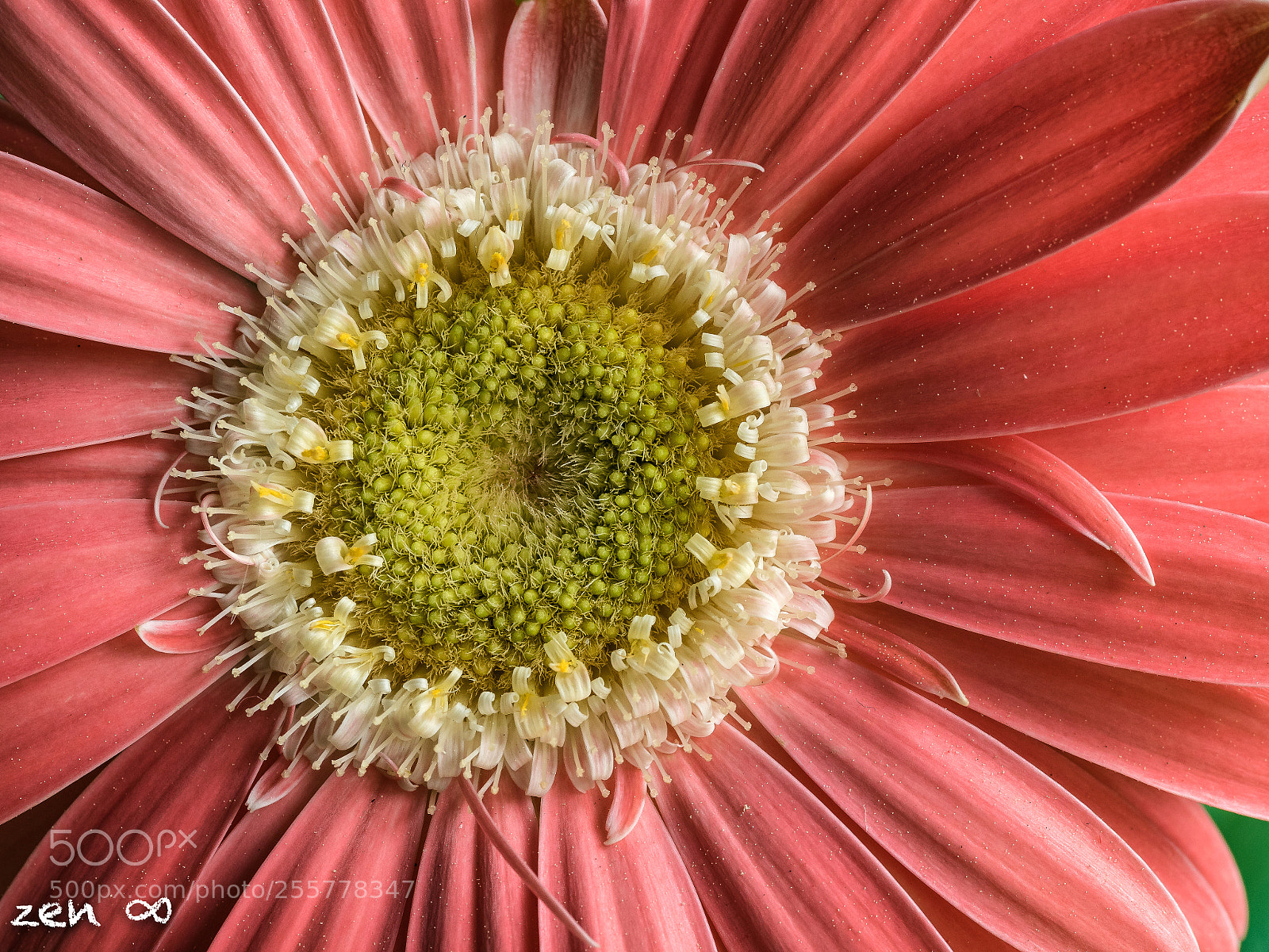 Olympus OM-D E-M5 II sample photo. Gerbera photography