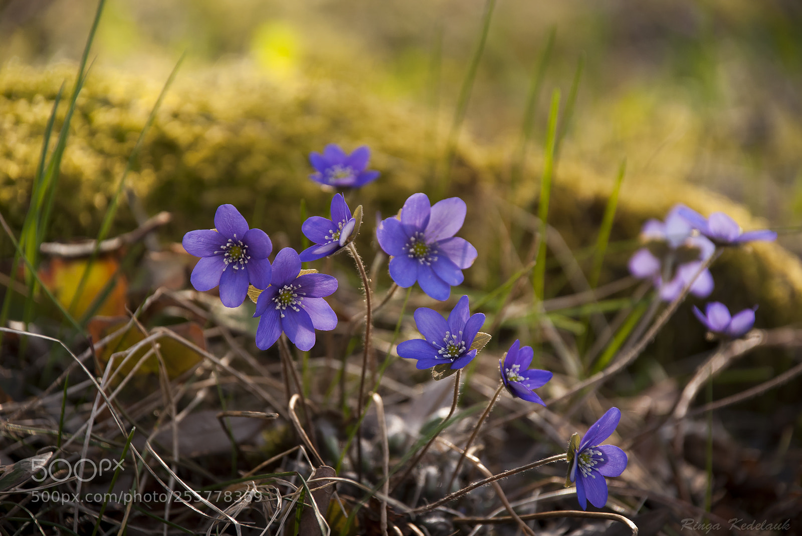Nikon D80 sample photo. Liverleaf photography