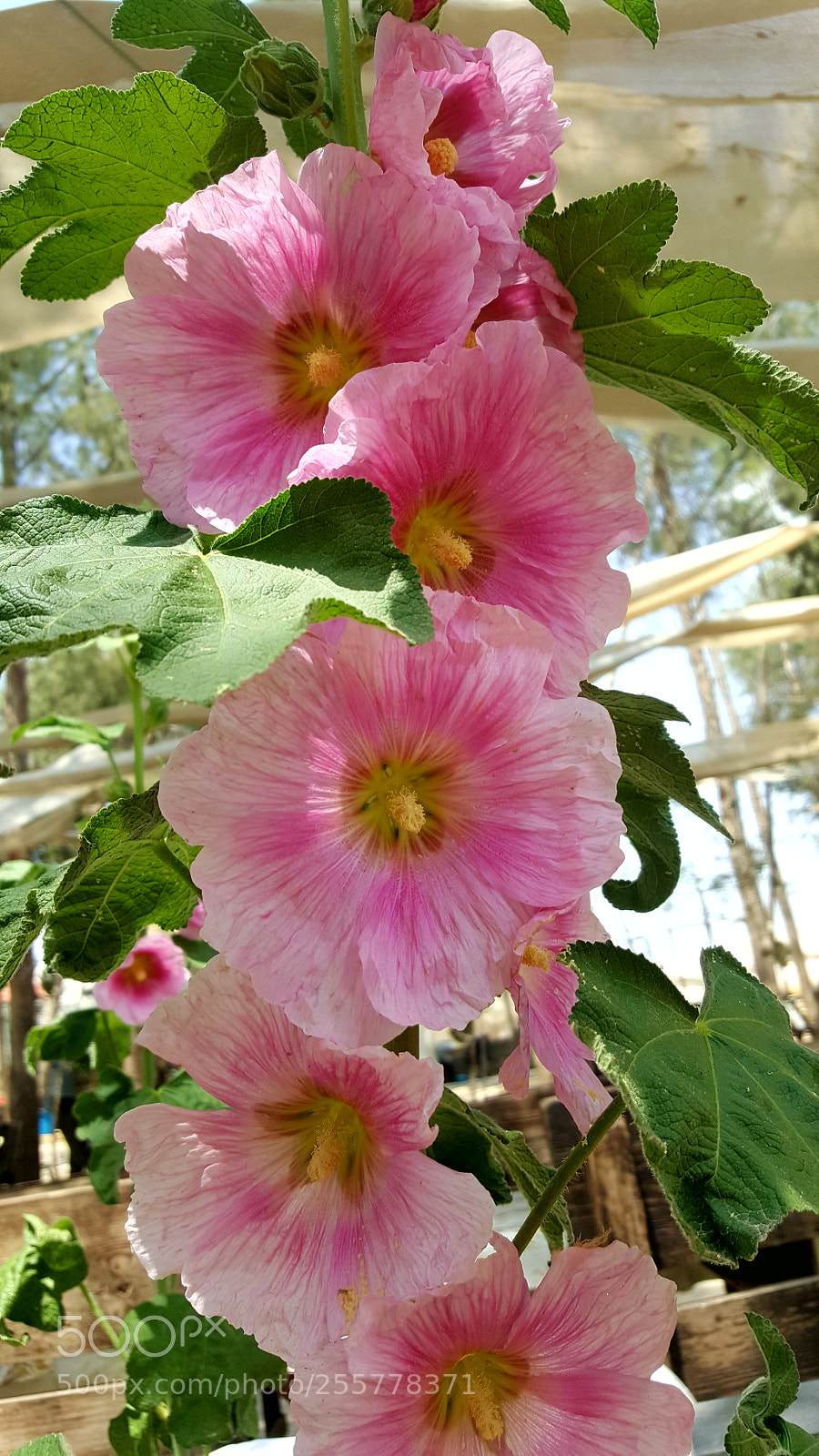 Samsung Galaxy S6 sample photo. Pinkie 2 photography