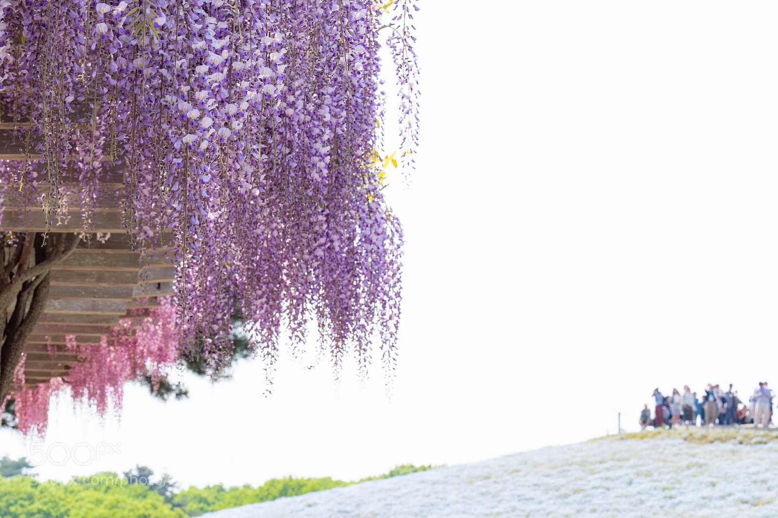 Olympus OM-D E-M1 Mark II sample photo. Japanese wisteria photography