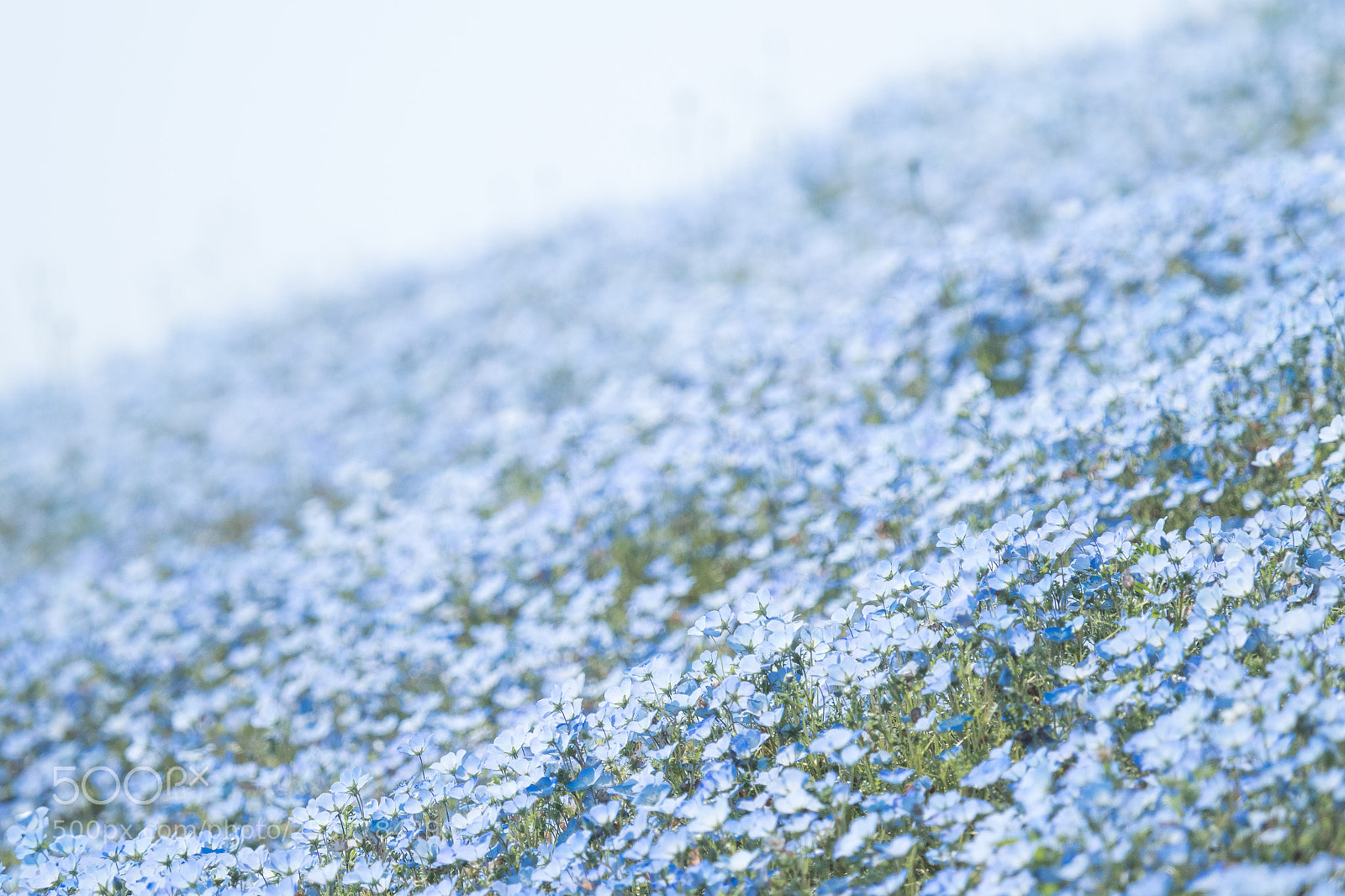 Olympus OM-D E-M1 Mark II sample photo. Nemophila photography