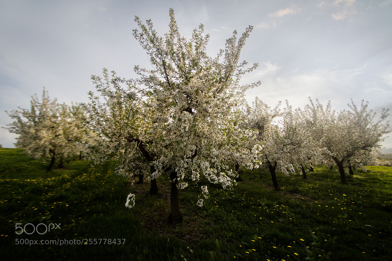 Canon EOS 60D sample photo. Obstbaumblüte photography