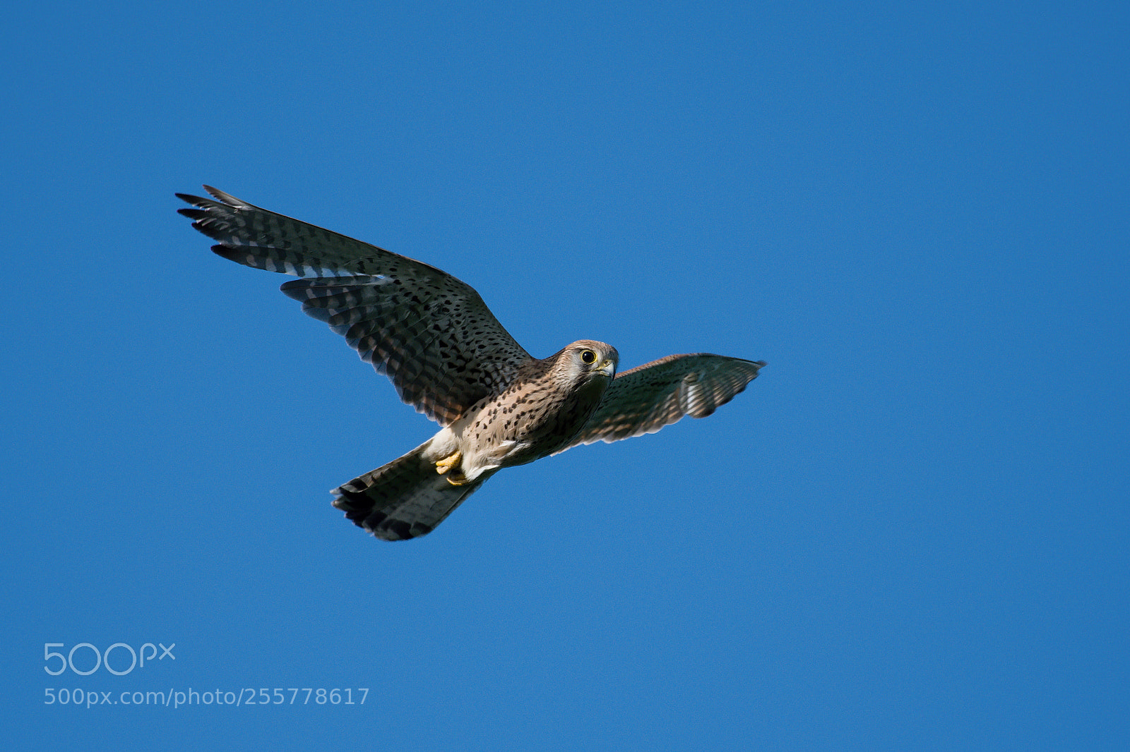 Nikon D500 sample photo. Kestrel photography