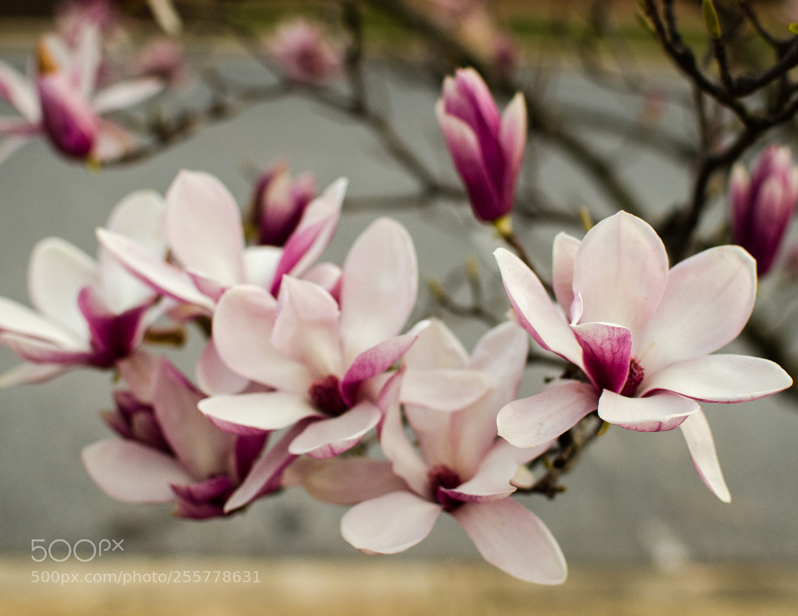 Nikon D7000 sample photo. Magnolia photography