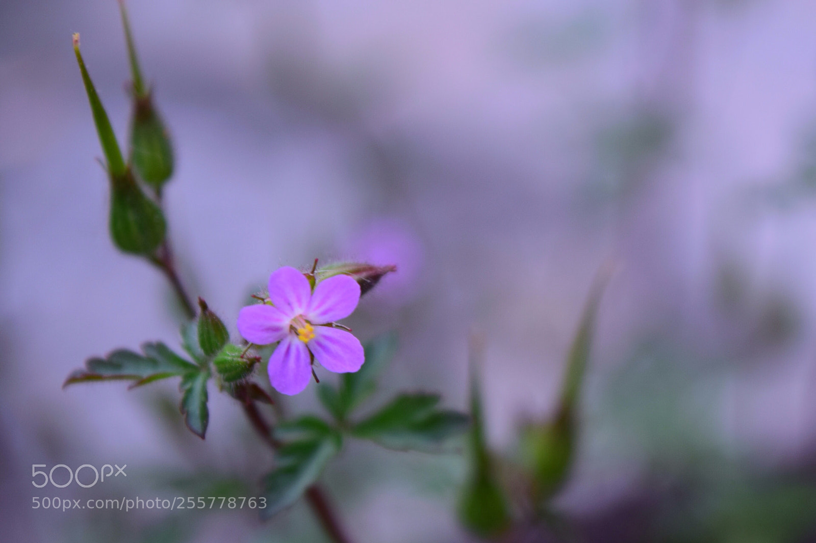 Nikon D3300 sample photo. Purple spring photography