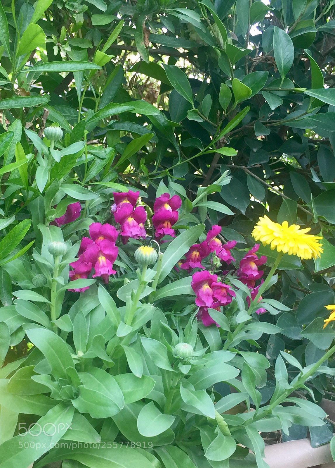 Apple iPhone 6 sample photo. Pink flowers  photography