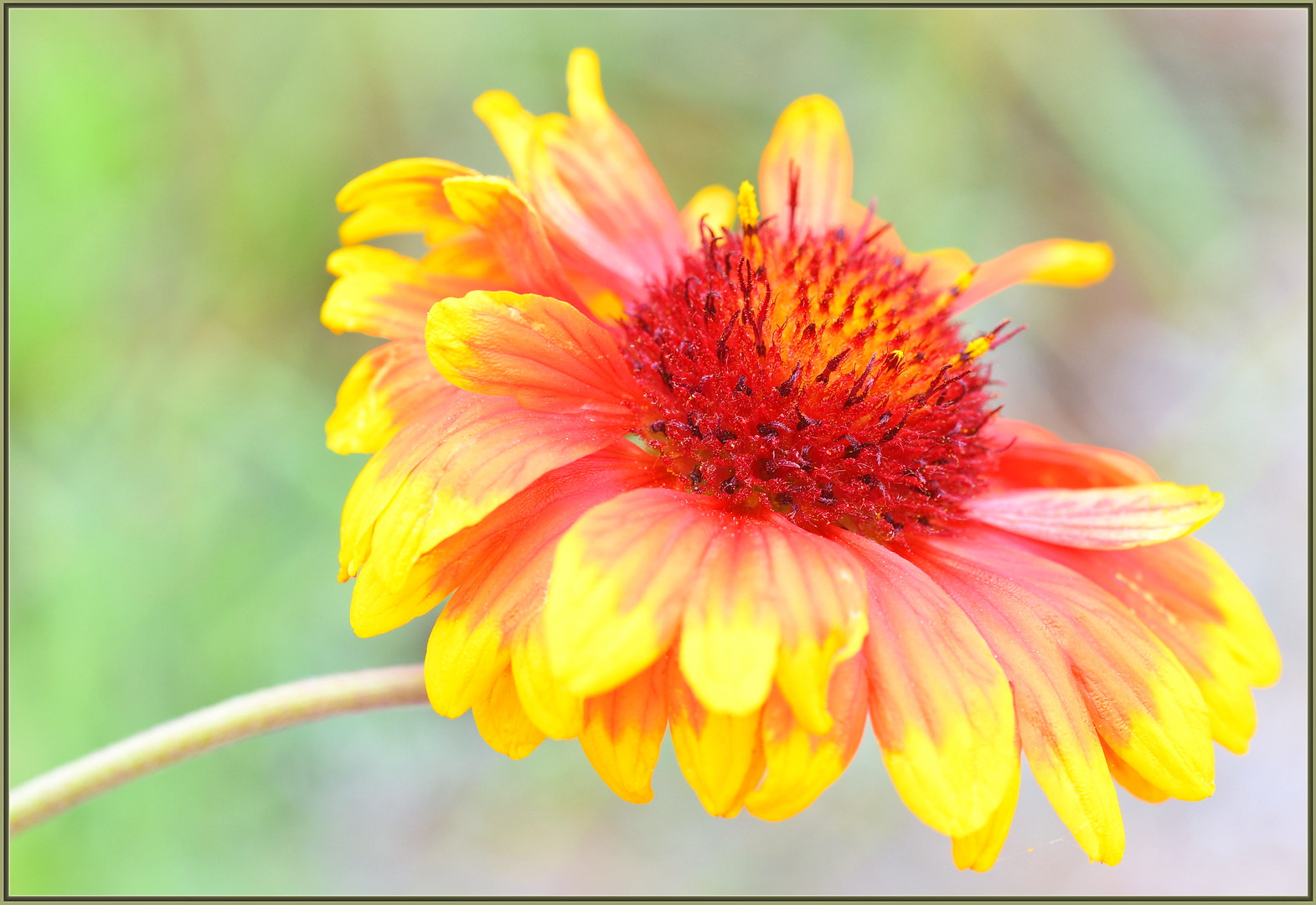 Sigma 105mm F2.8 EX DG OS HSM sample photo. Yes, it is spring... photography