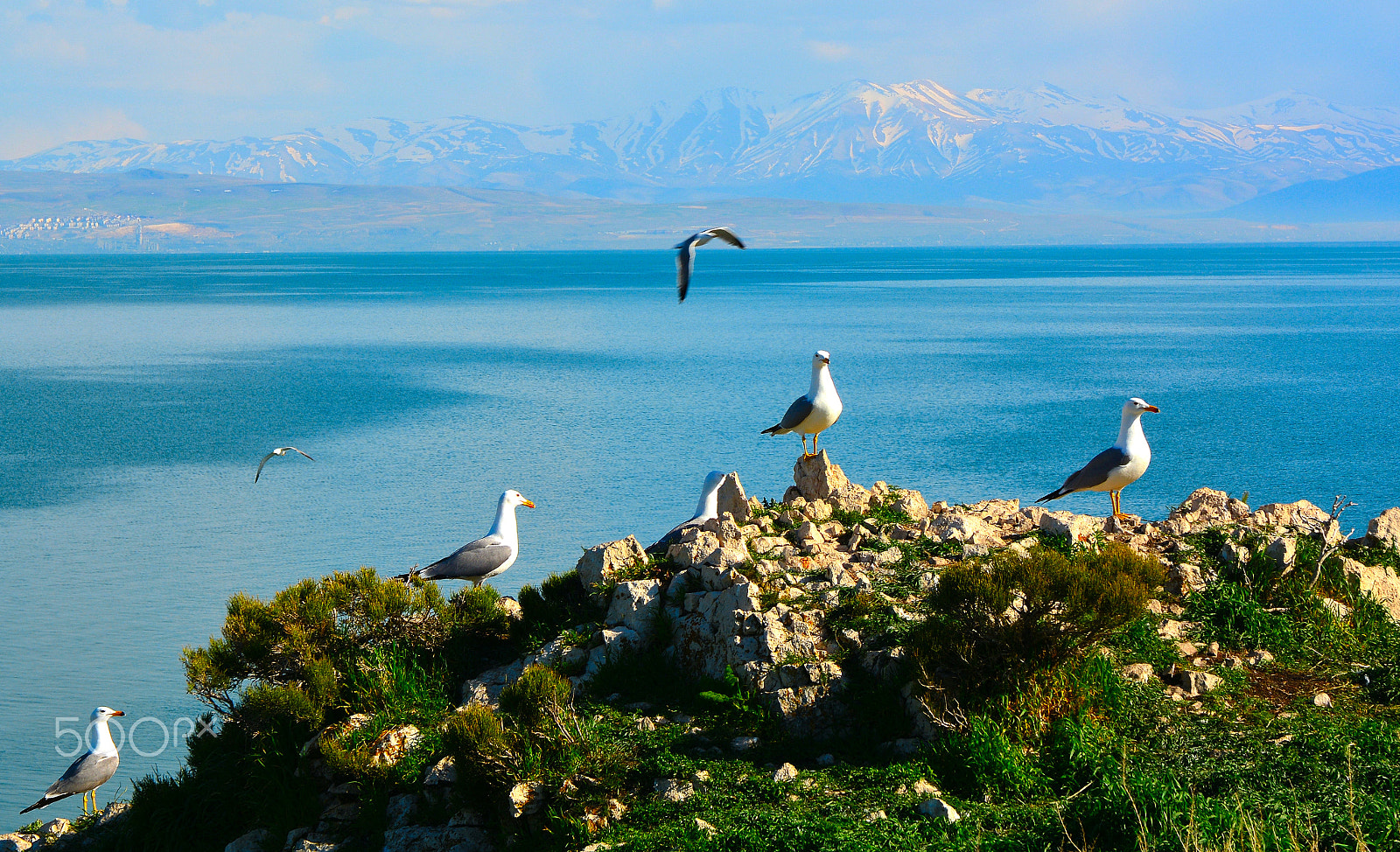 Nikon D7100 + Sigma 17-70mm F2.8-4 DC Macro OS HSM | C sample photo. Seagull photography