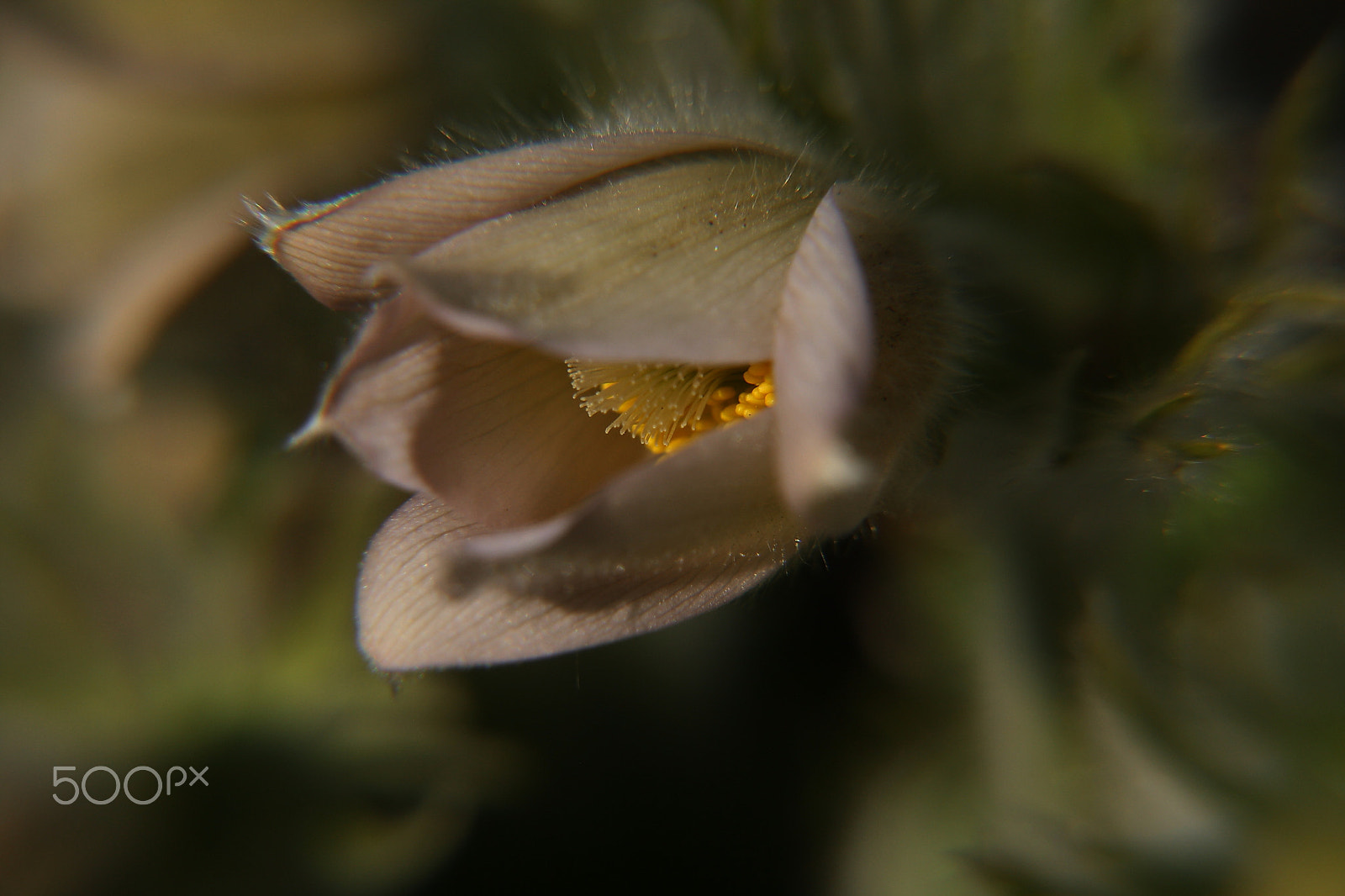 Canon EOS 1000D (EOS Digital Rebel XS / EOS Kiss F) sample photo. Pulsatilla vulgaris "white" photography