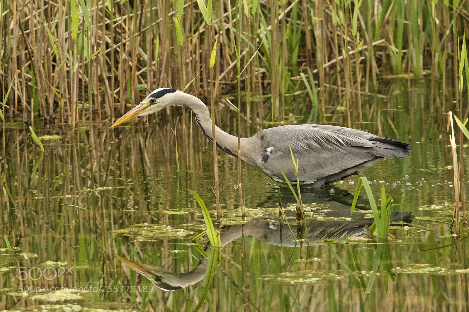 Canon EOS 5D Mark IV sample photo. Heron photography