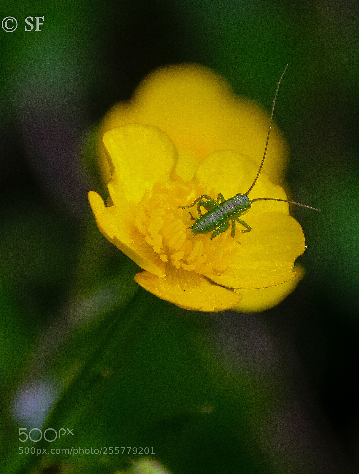 Canon EOS 750D (EOS Rebel T6i / EOS Kiss X8i) sample photo. The baby-grasshopper on the photography