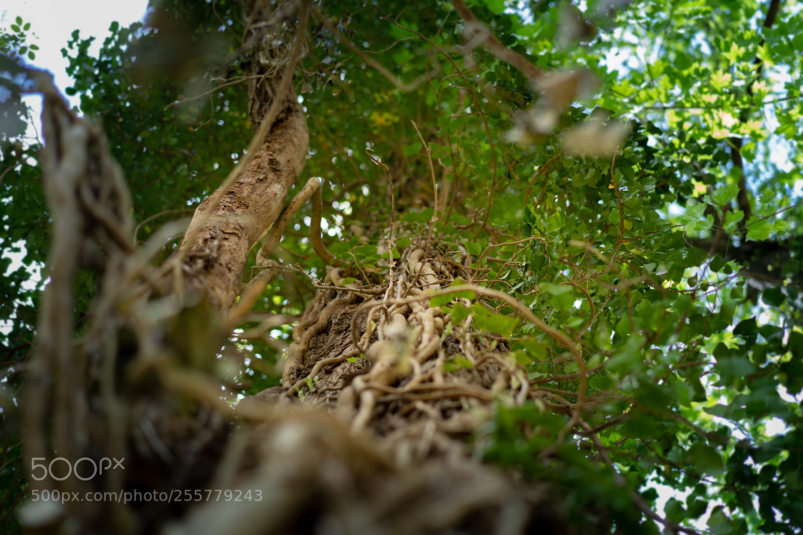Sony a7 III sample photo. Growth photography
