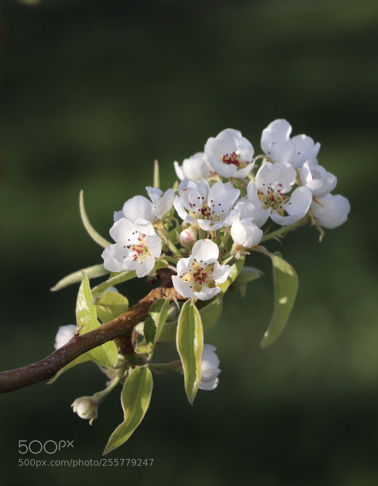 Canon EOS 800D (EOS Rebel T7i / EOS Kiss X9i) sample photo. Pear blossoms  photography