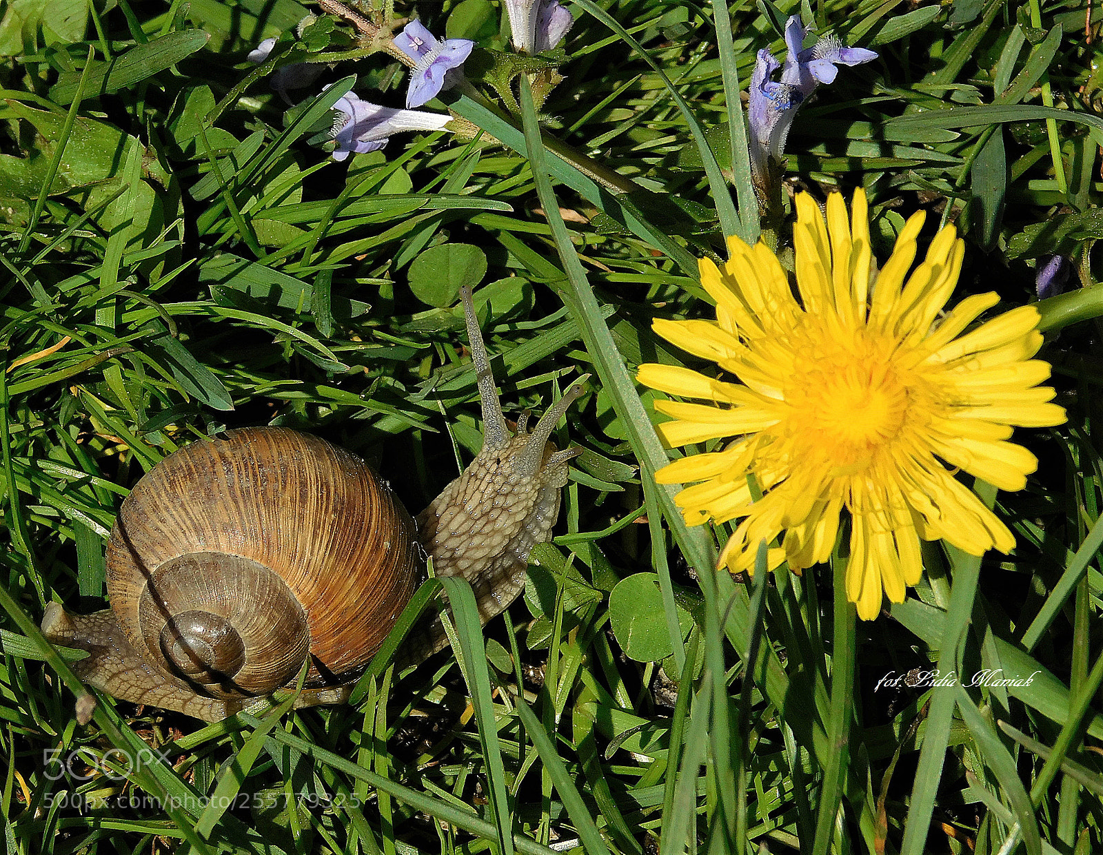 Nikon Coolpix L840 sample photo. Ślimak winniczek photography