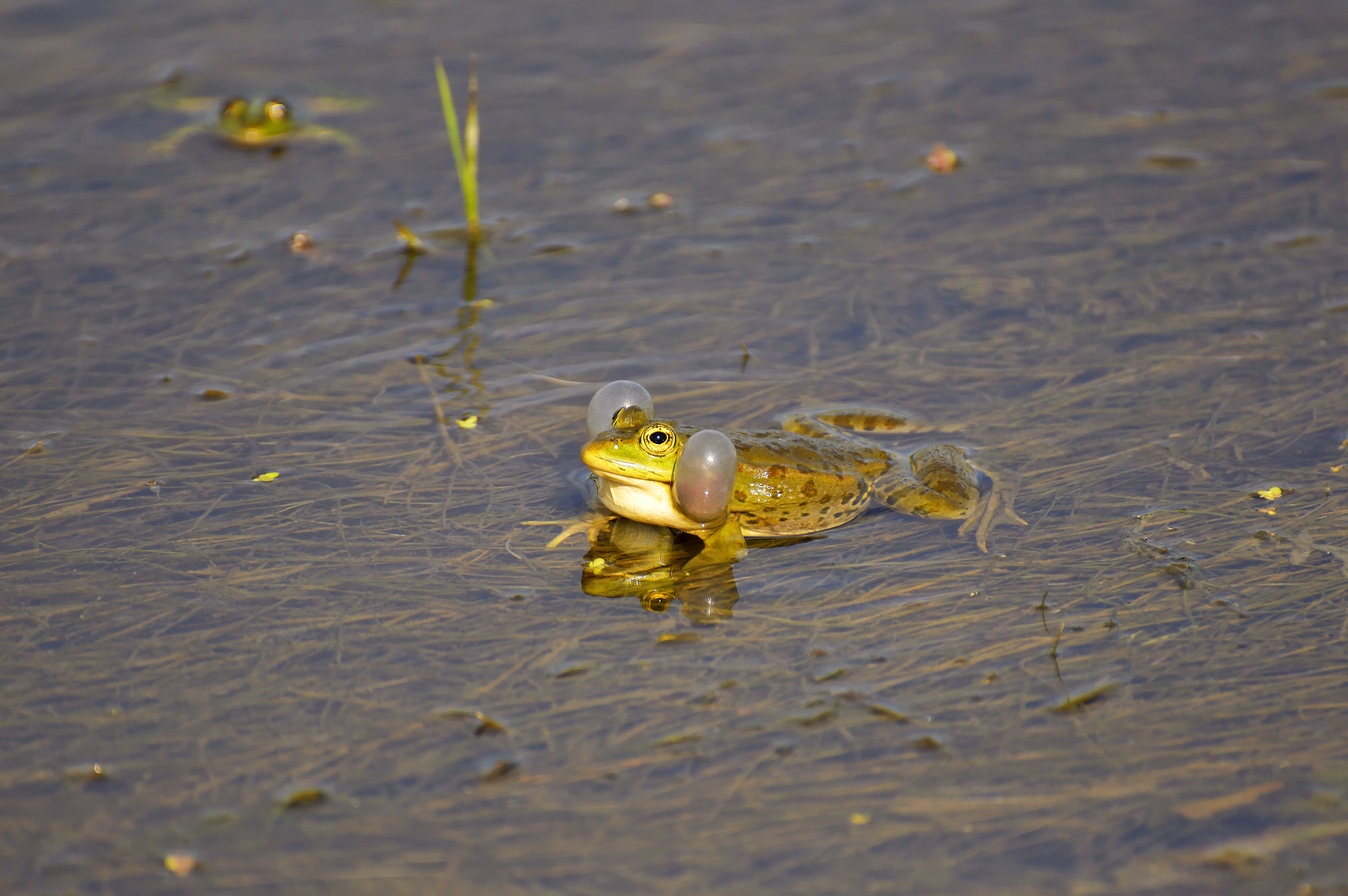 Nikon D3200 sample photo. Floa photography