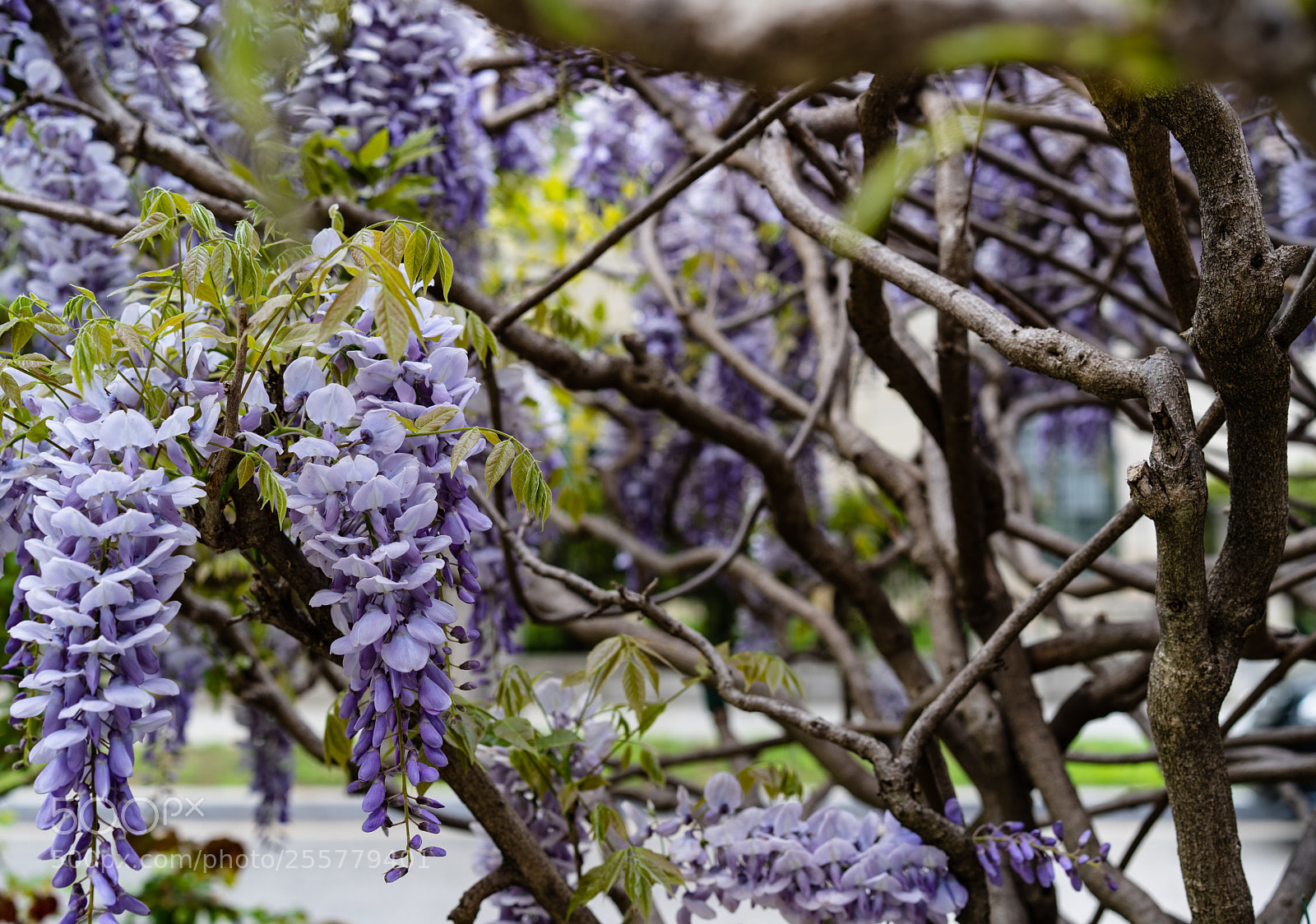 Sony a7 III sample photo. Wysteria photography