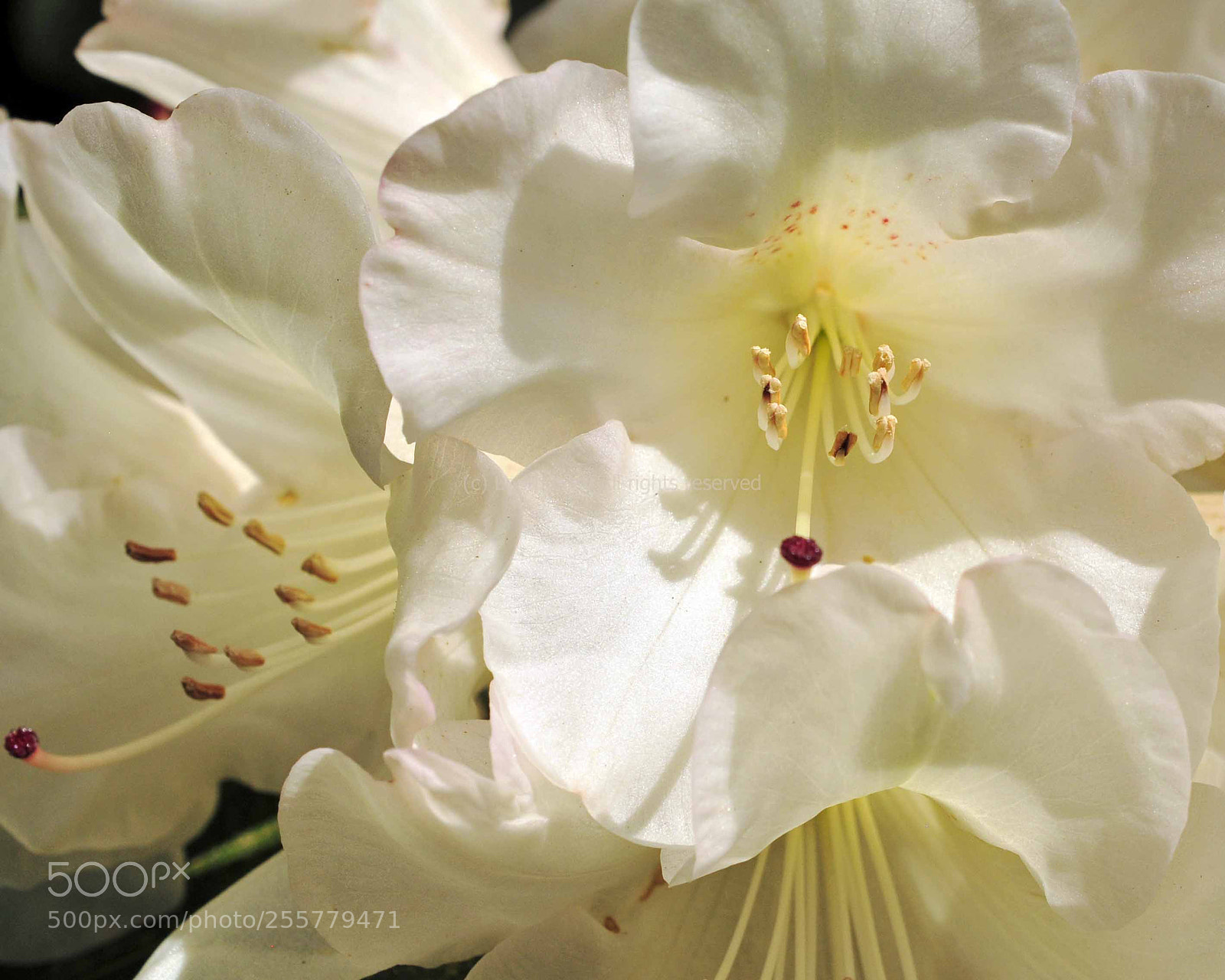 Nikon D300 sample photo. Soft white photography