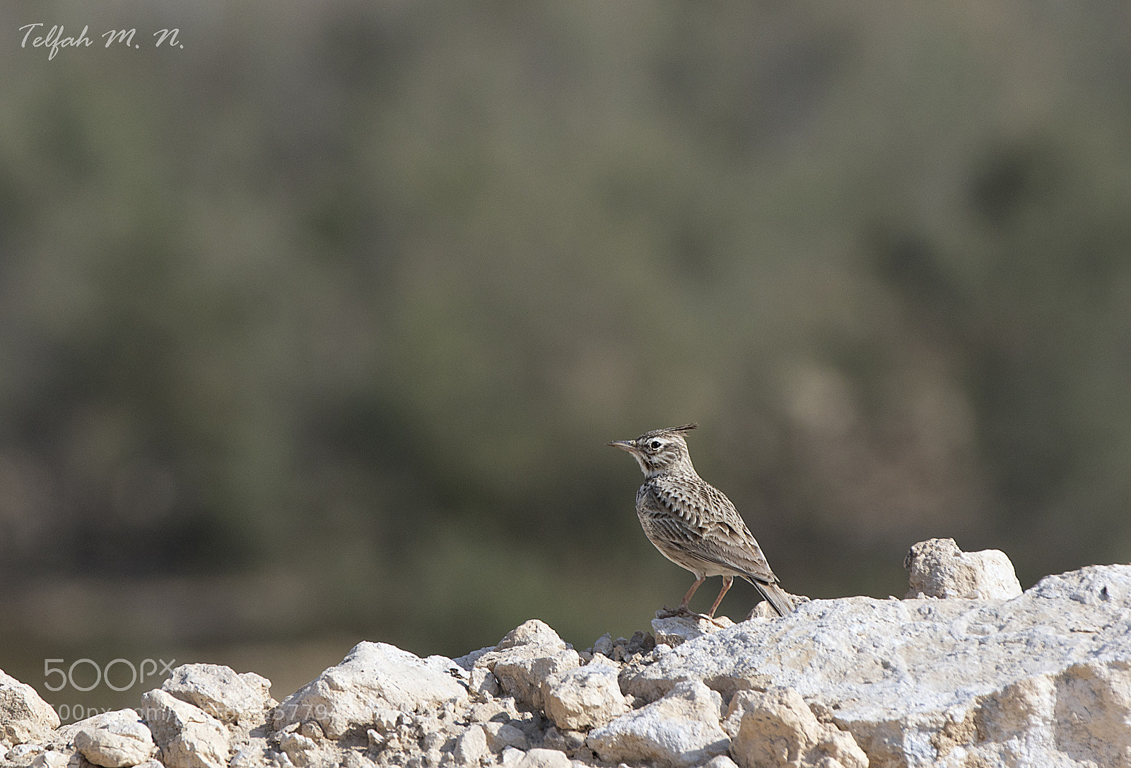 Canon EOS 7D Mark II sample photo. Bird photography