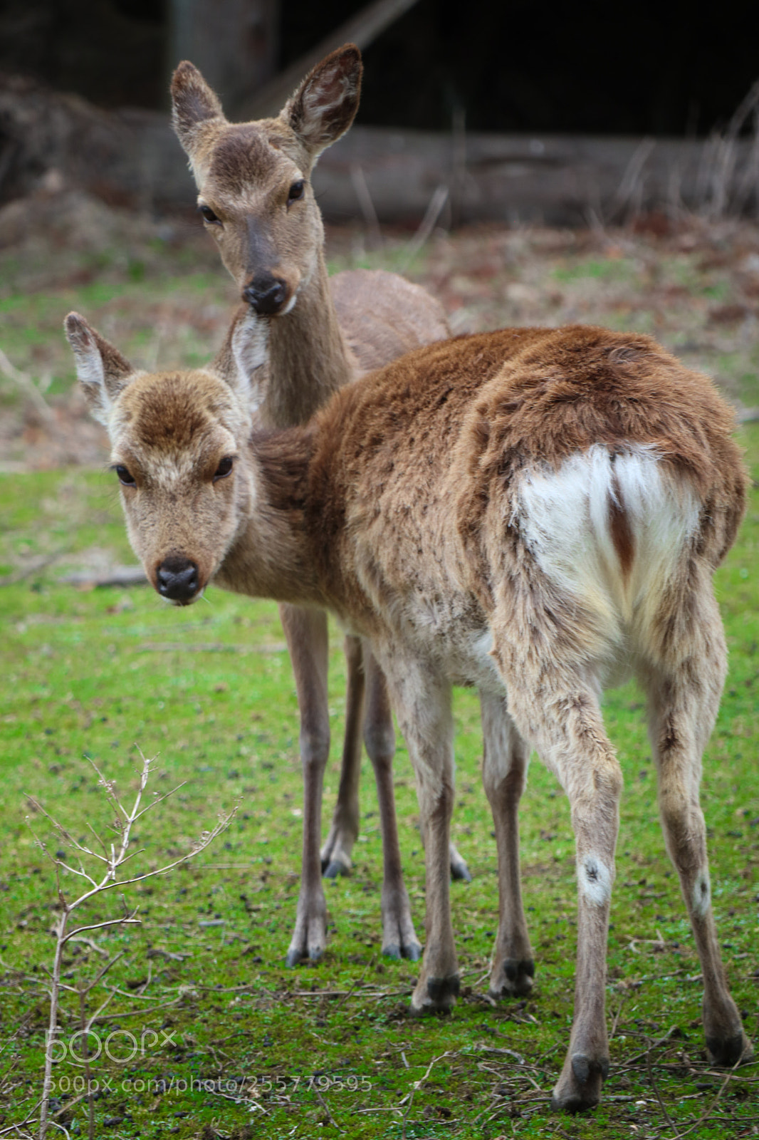 Canon EOS M5 sample photo. Nara photography